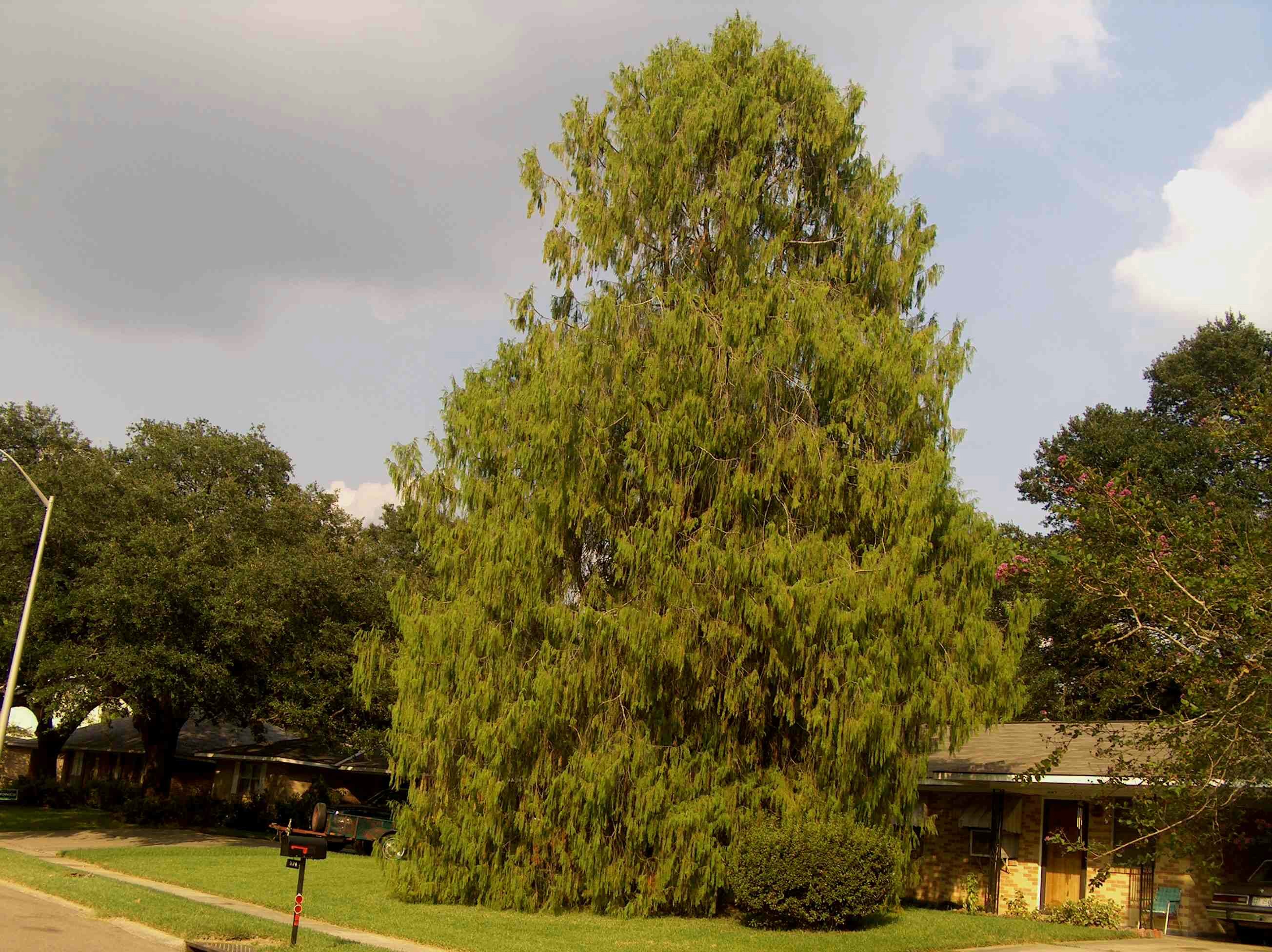 Chamaecyparis nootkatensis 'Pendula'   / Alaska Cedar