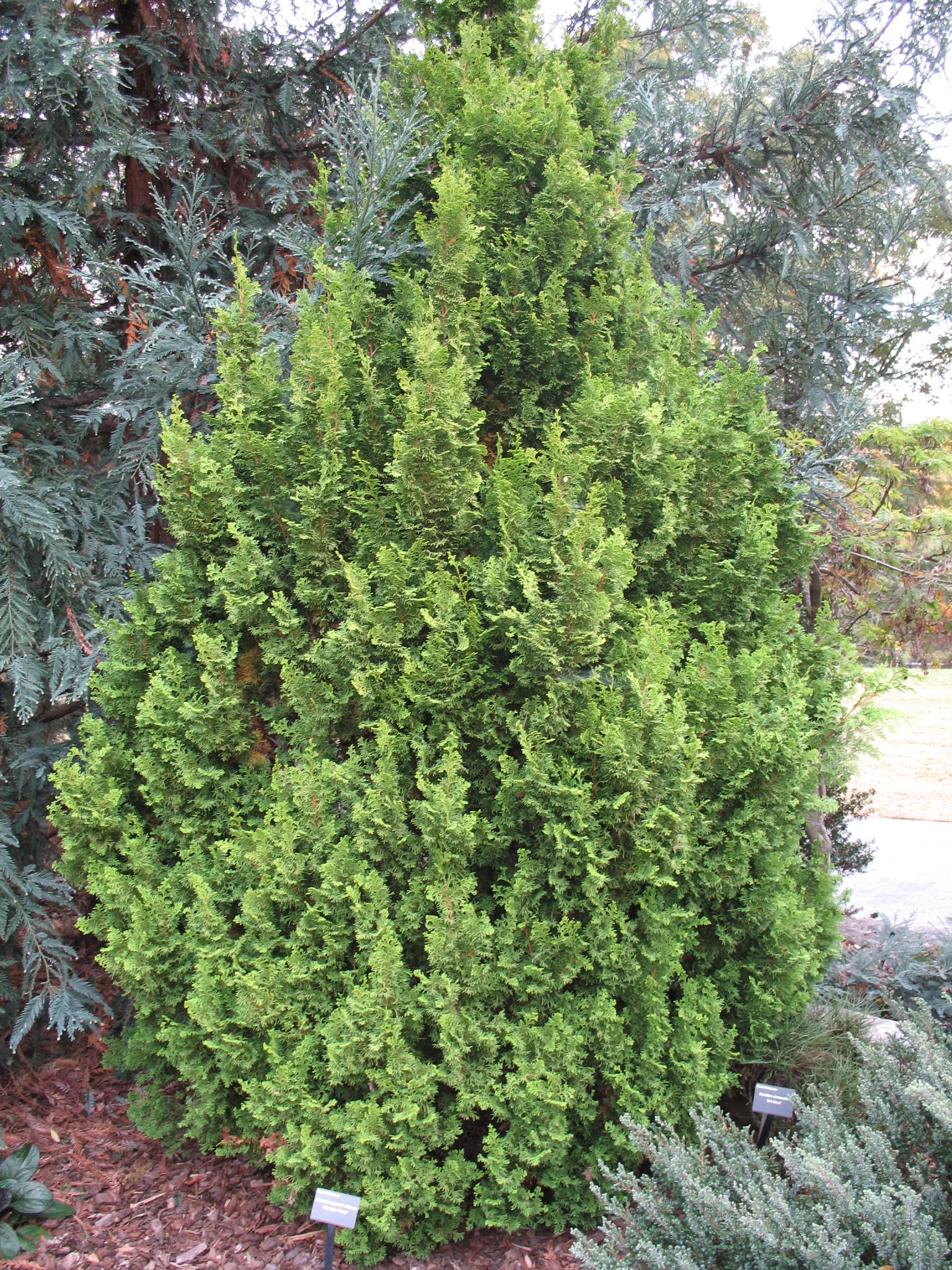 Chamaecyparis obtusa 'Meroke Twin'   / Chamaecyparis obtusa 'Meroke Twin'  