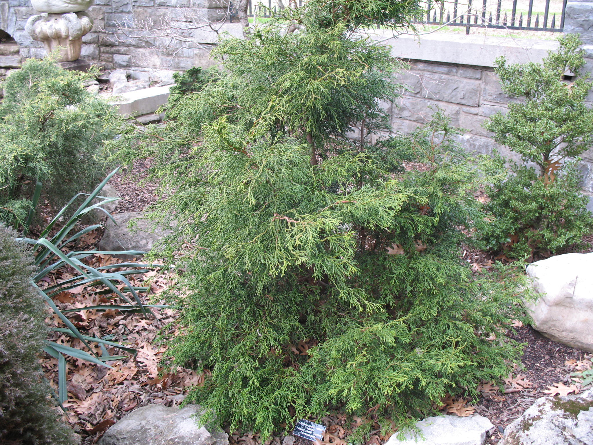 Chamaecyparis obtusa 'Tsatsumi'  / Twisted Hinoki Cypress