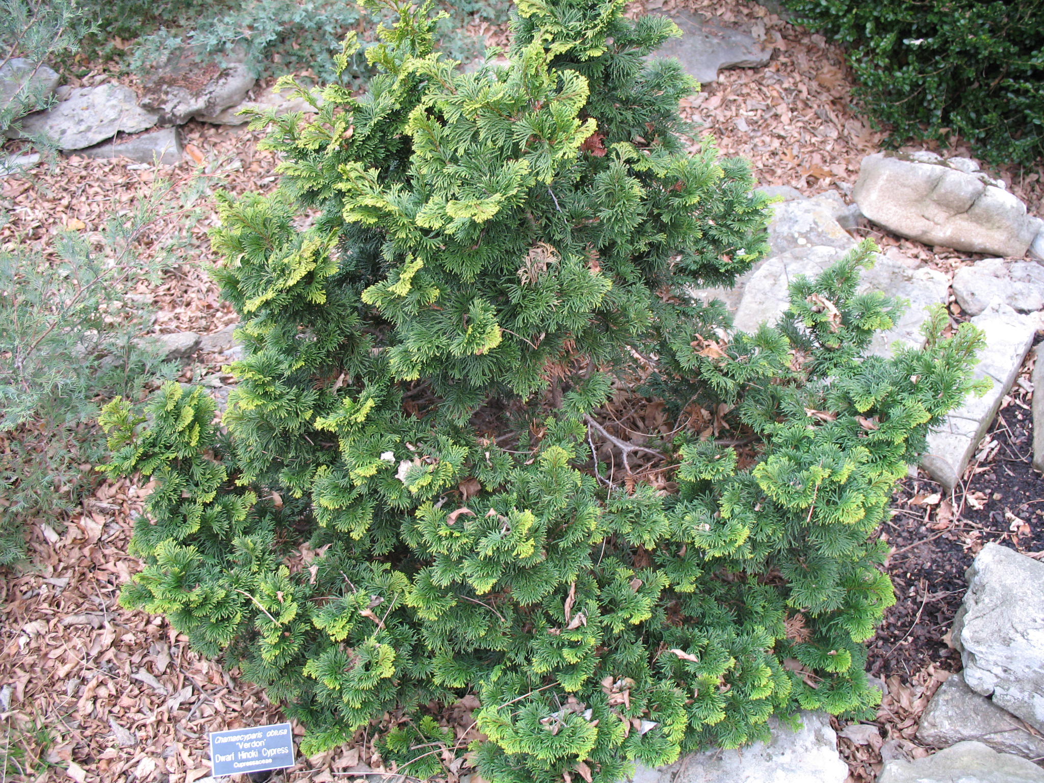 Chamaecyparis obtusa 'Verdoni'  / Dwarf Hinoki Cypress