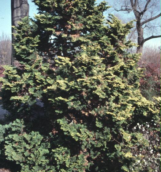 Chamaecyparis obtusa / Chamaecyparis obtusa