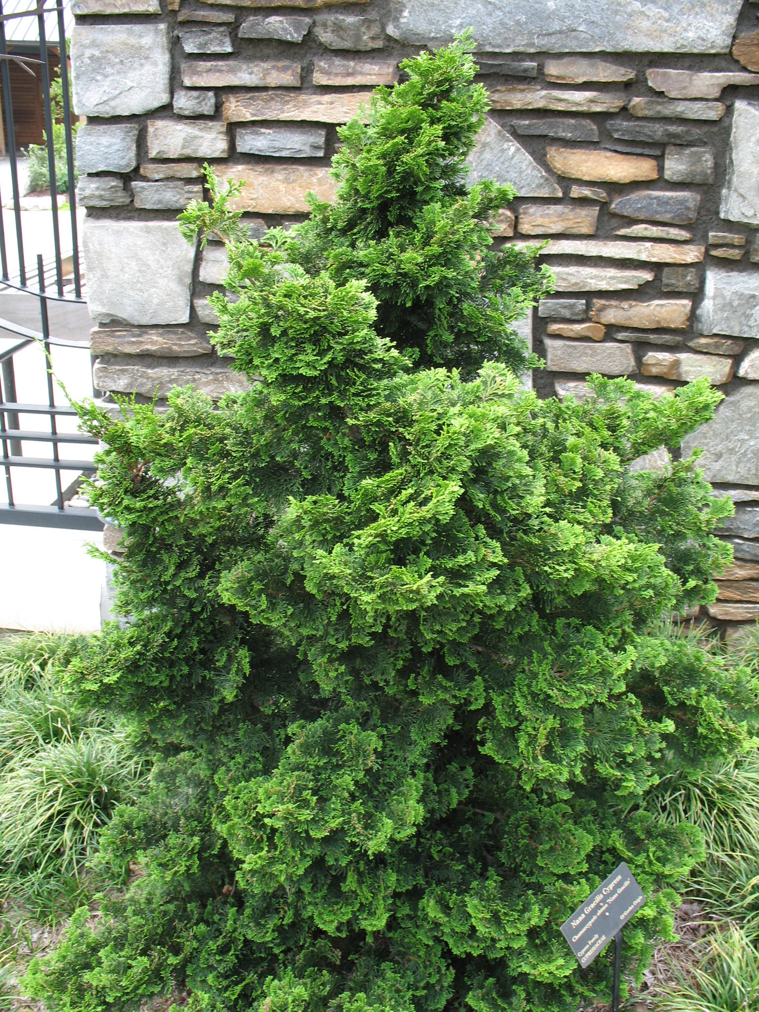 Chamaecyparis obtusa nana 'Gracilis'   / Chamaecyparis obtusa nana 'Gracilis'  