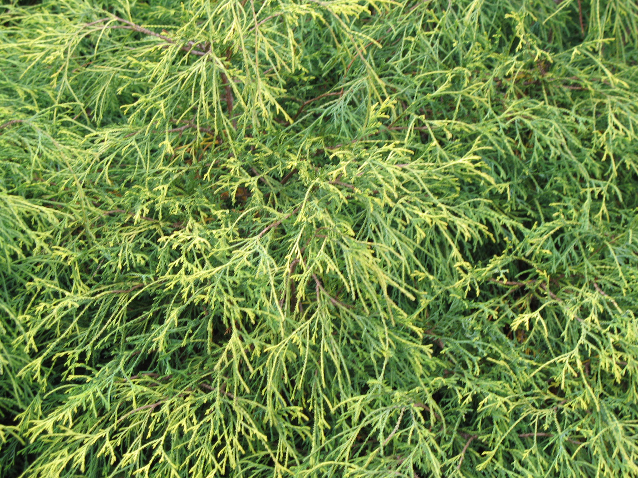 Chamaecyparis pisifera 'Filifera aurea'  / Sawara Falsecypress