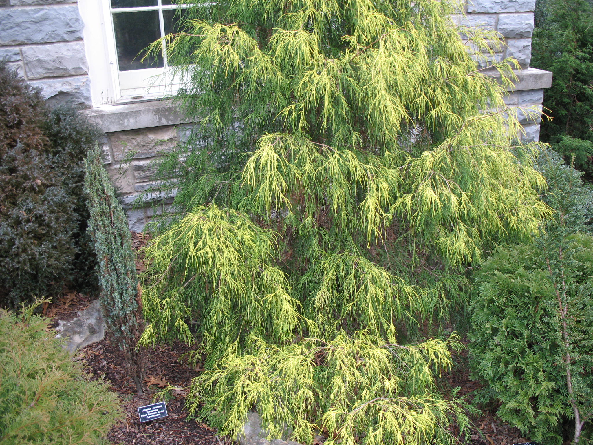 Chamaecyparis pisifera 'Lemon Thread'   / Lemon Thread False Cypress