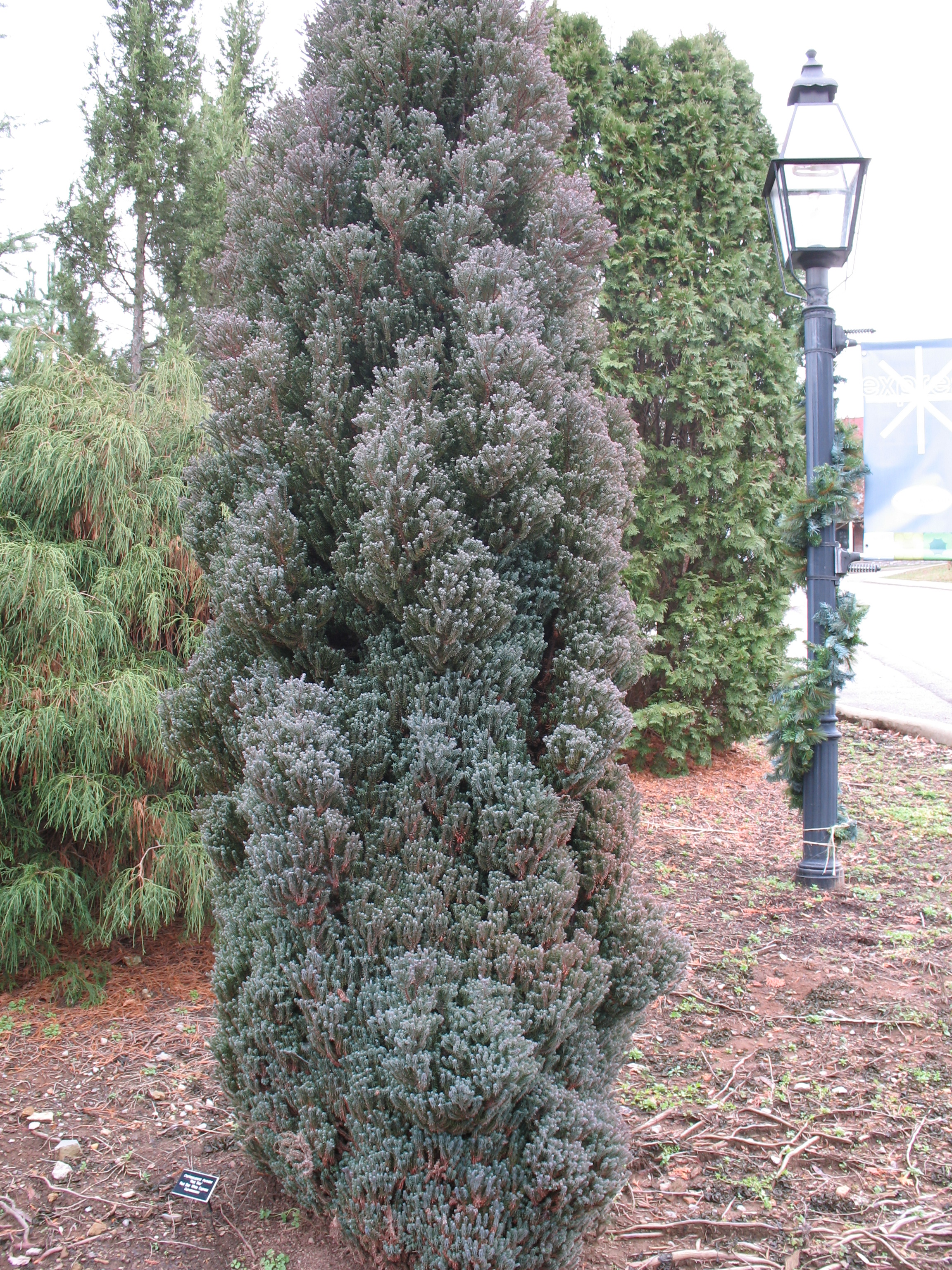 Chamaecyparis species   / Chamaecyparis species  