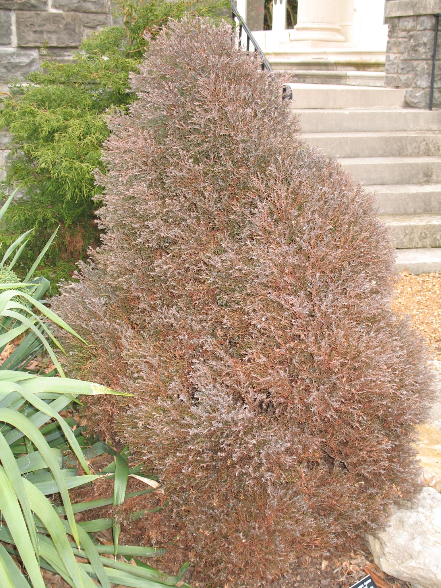 Chamaecyparis thyoides 'Heatherbun'  / Atlantic White Cypress