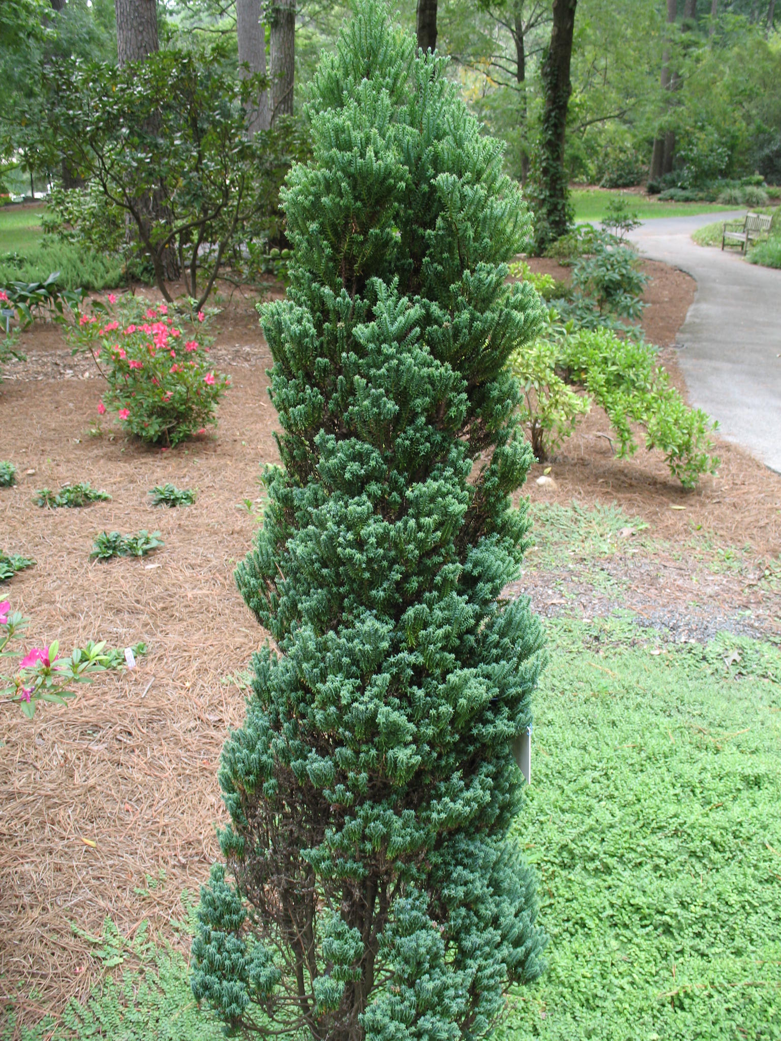 Chamaecyparis thyoides 'Red Star'   / Atlantic White Cedar