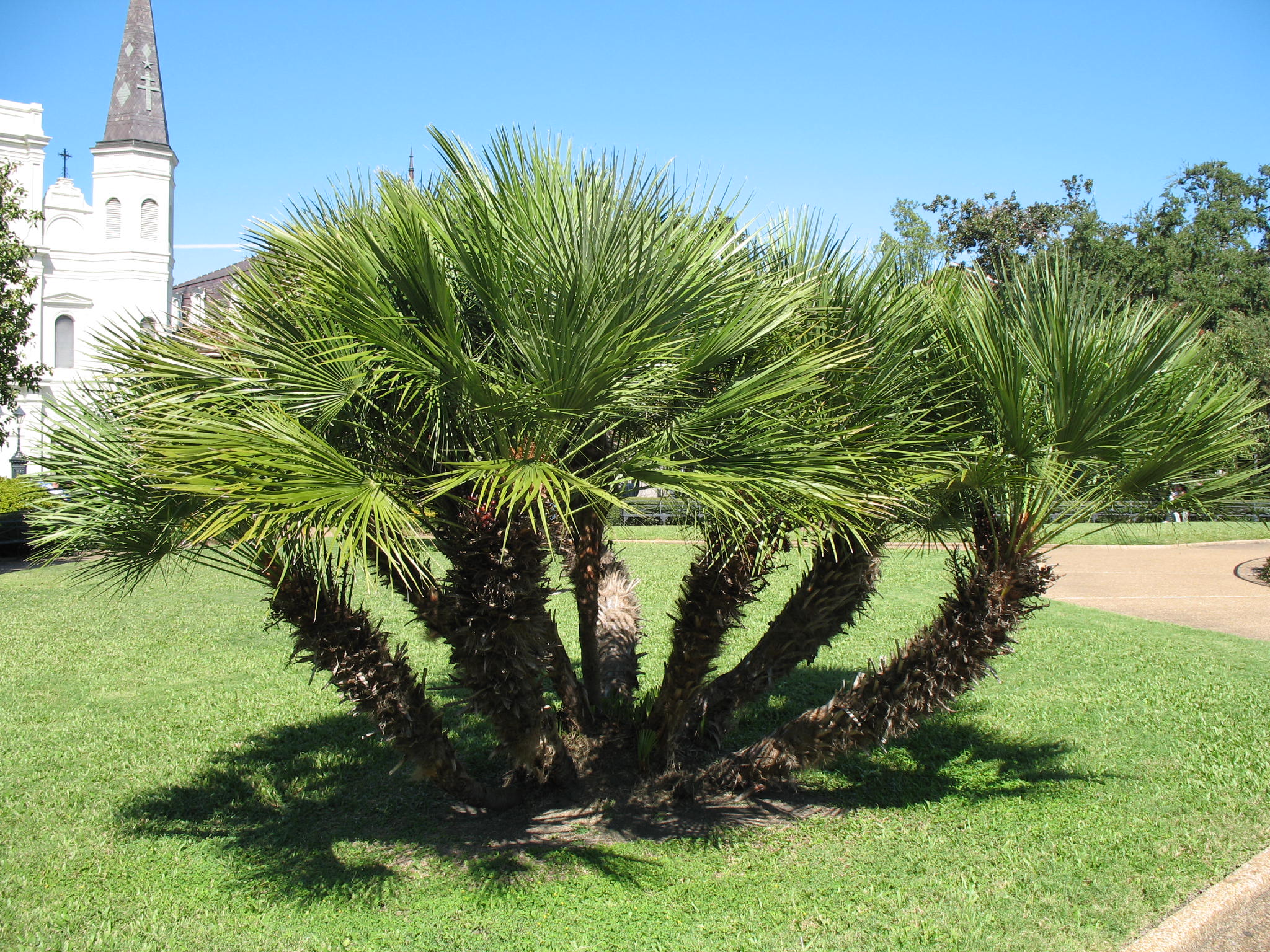 Chamaerops humilis / Mediterranean Fan Palm