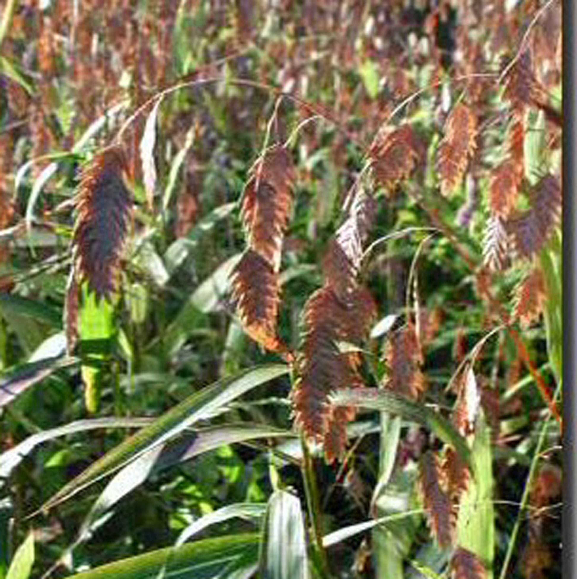 Chasmanthium latifolium  / Chasmanthium latifolium 