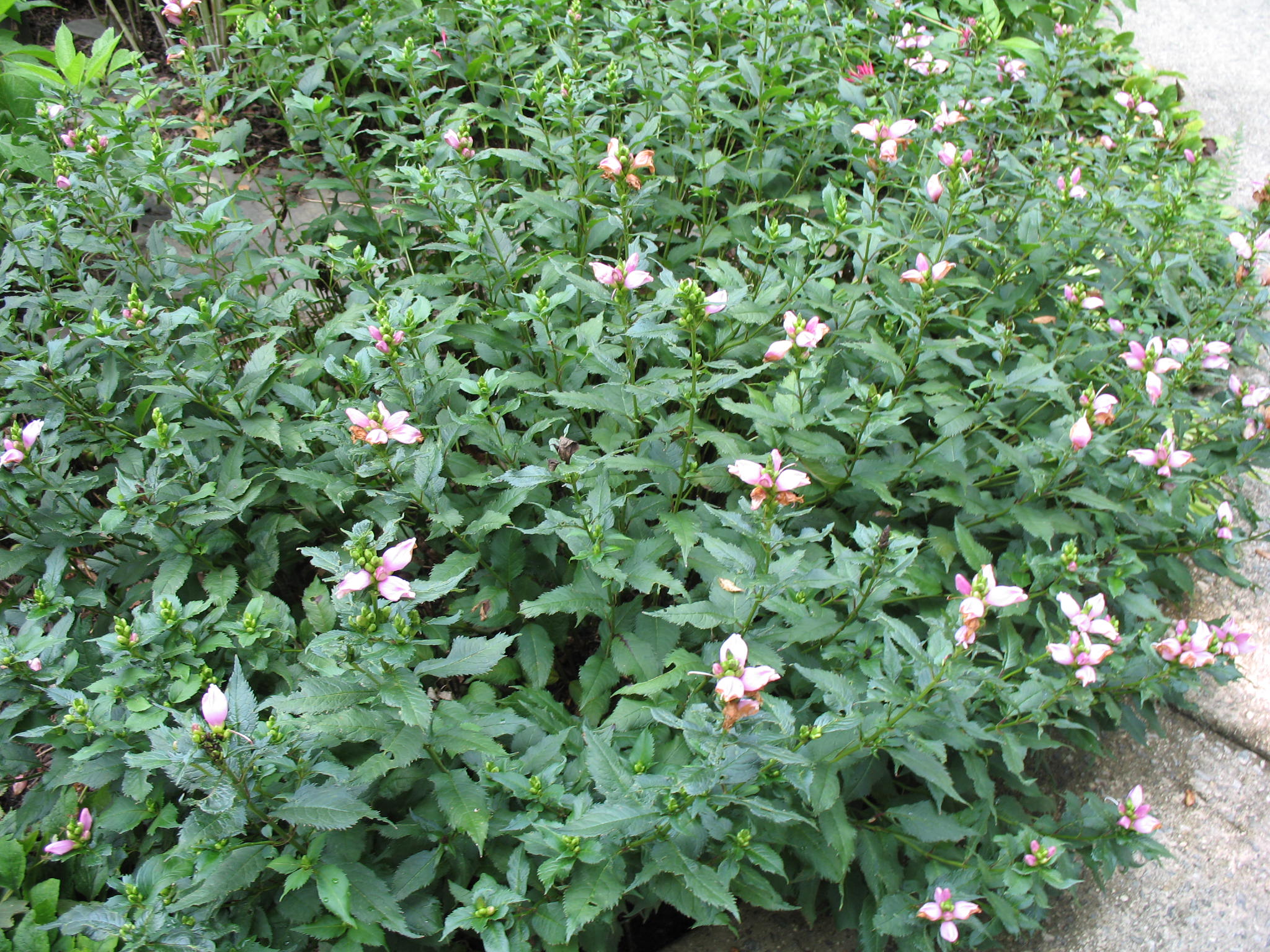 Chelone lyonii   / Pink Turtlehead