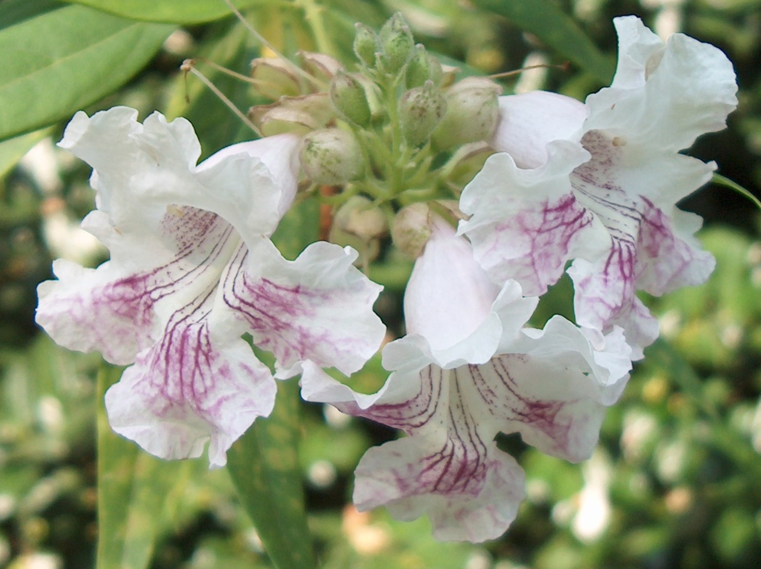 Chilopsis linearis / Desert Willow