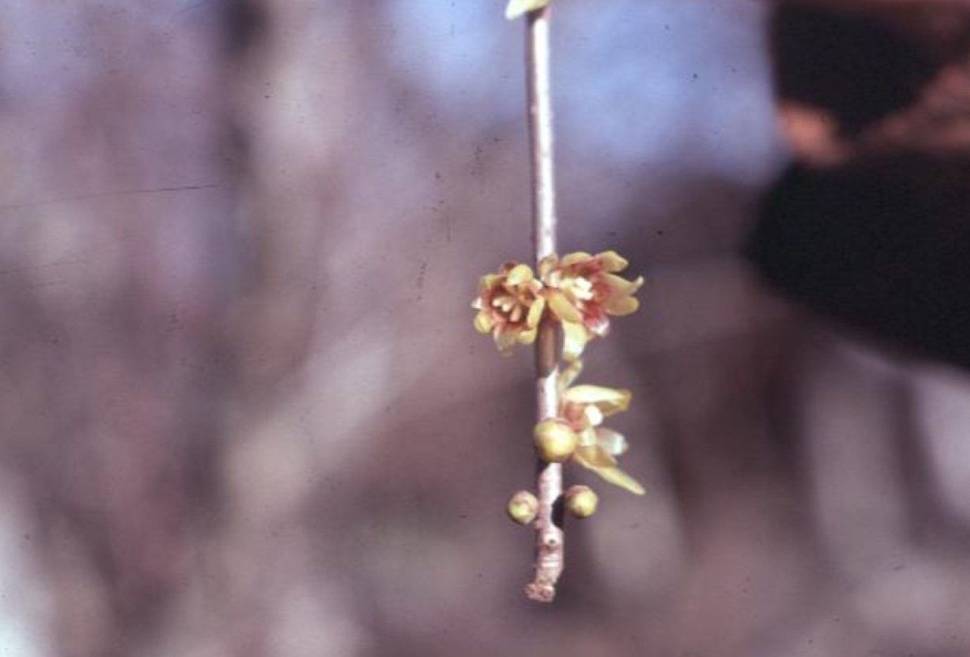 Chimonanthus praecox / Wintersweet