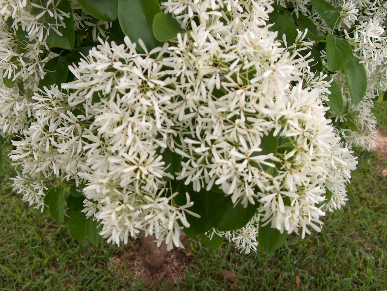 Chionanthus retusus  / Chinese Fringe Tree