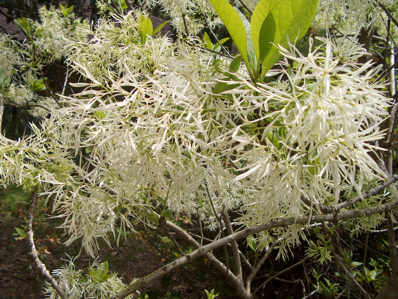 Chionanthus virginicus  / Chionanthus virginicus 