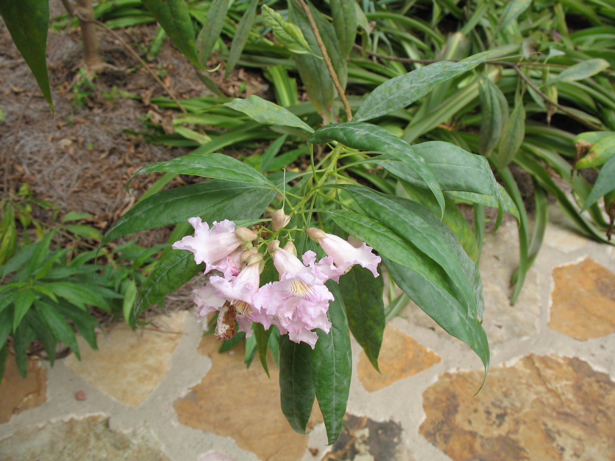 Chitalpa tashkentensis  / Chitalpa tashkentensis 