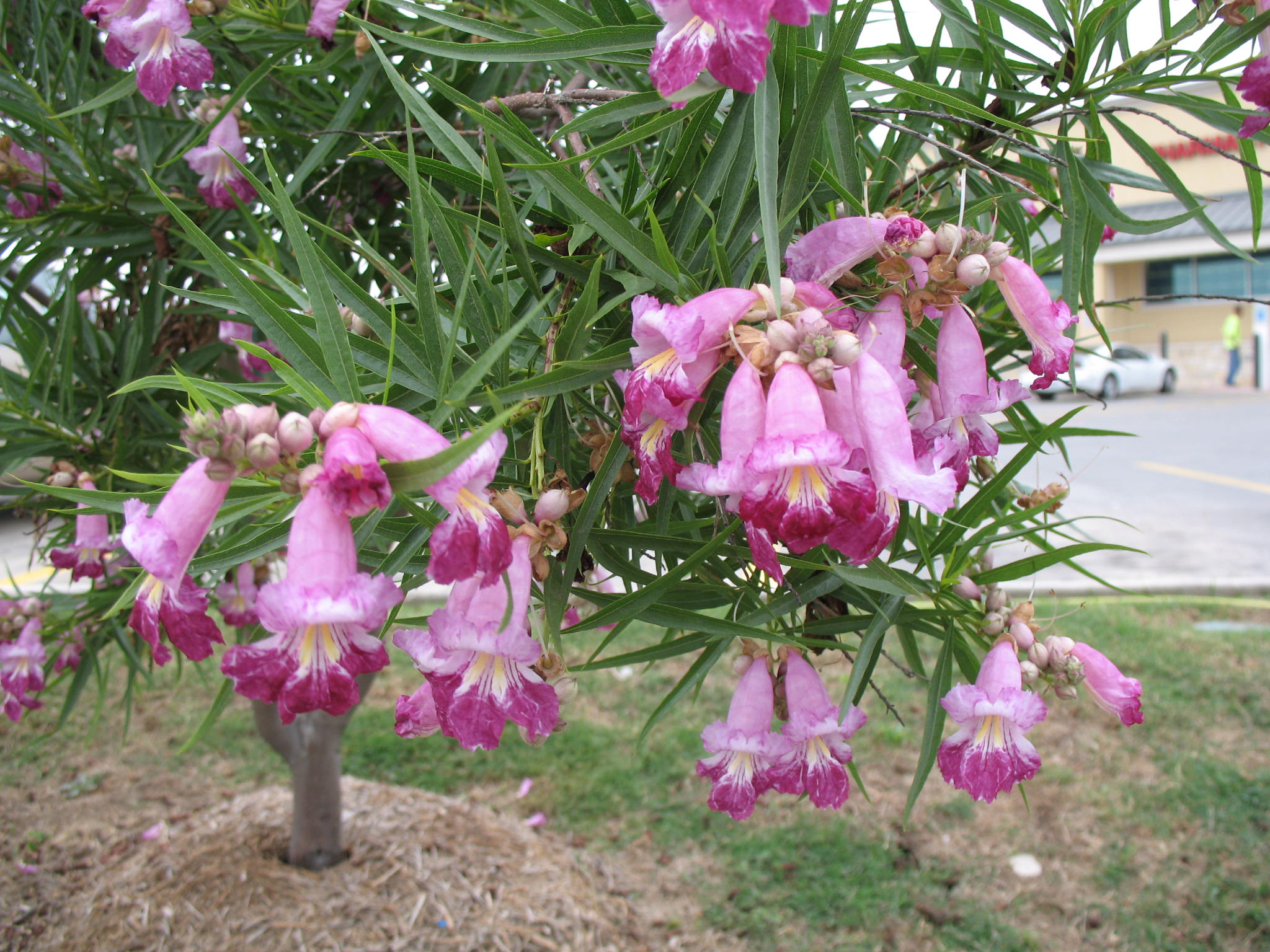 Chitalpa x chitalpa tashkentensis  / Hybrid Desert Willow