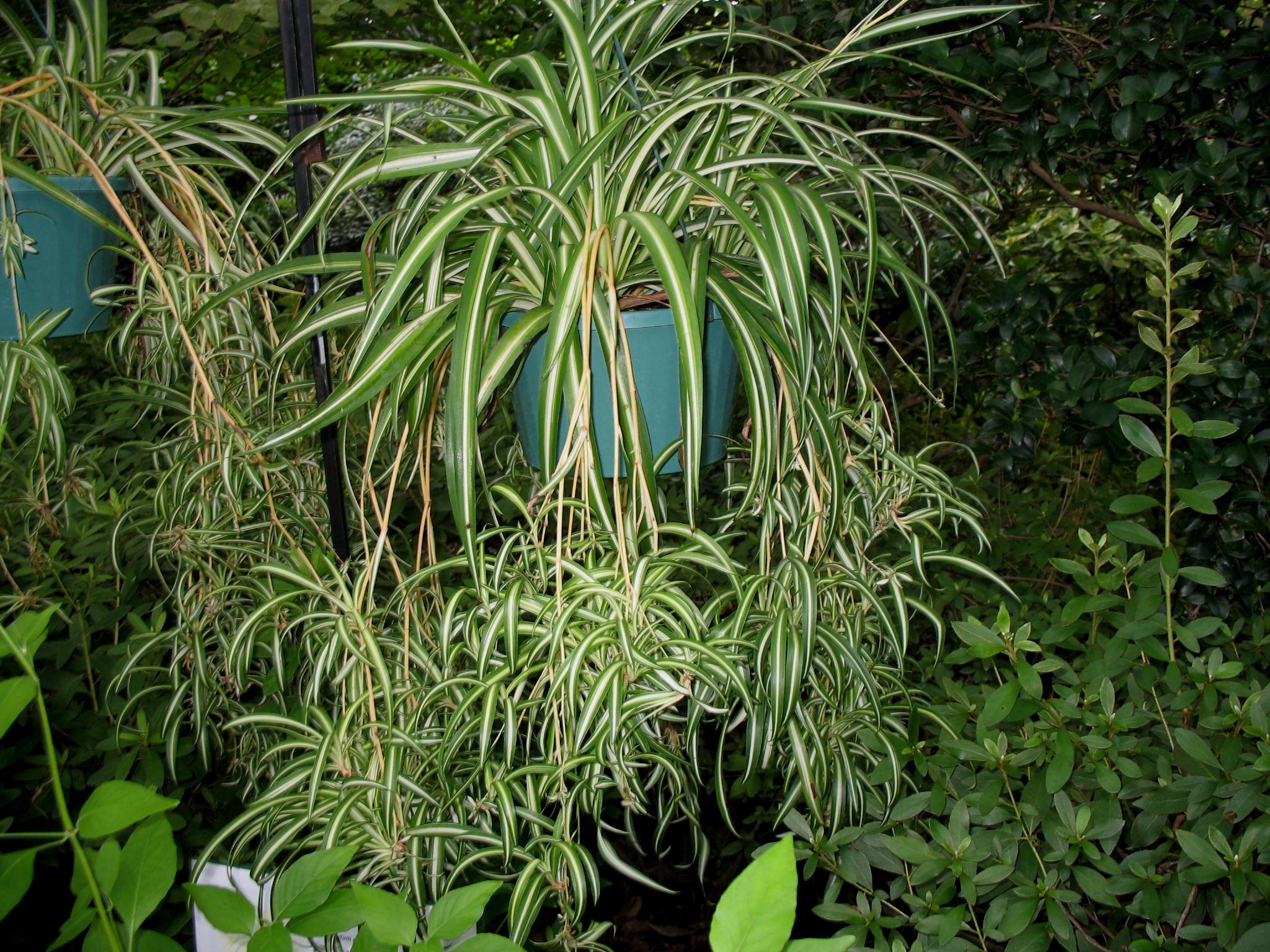 Chlorophytum comosum 'Vittatum' / Spider Plant