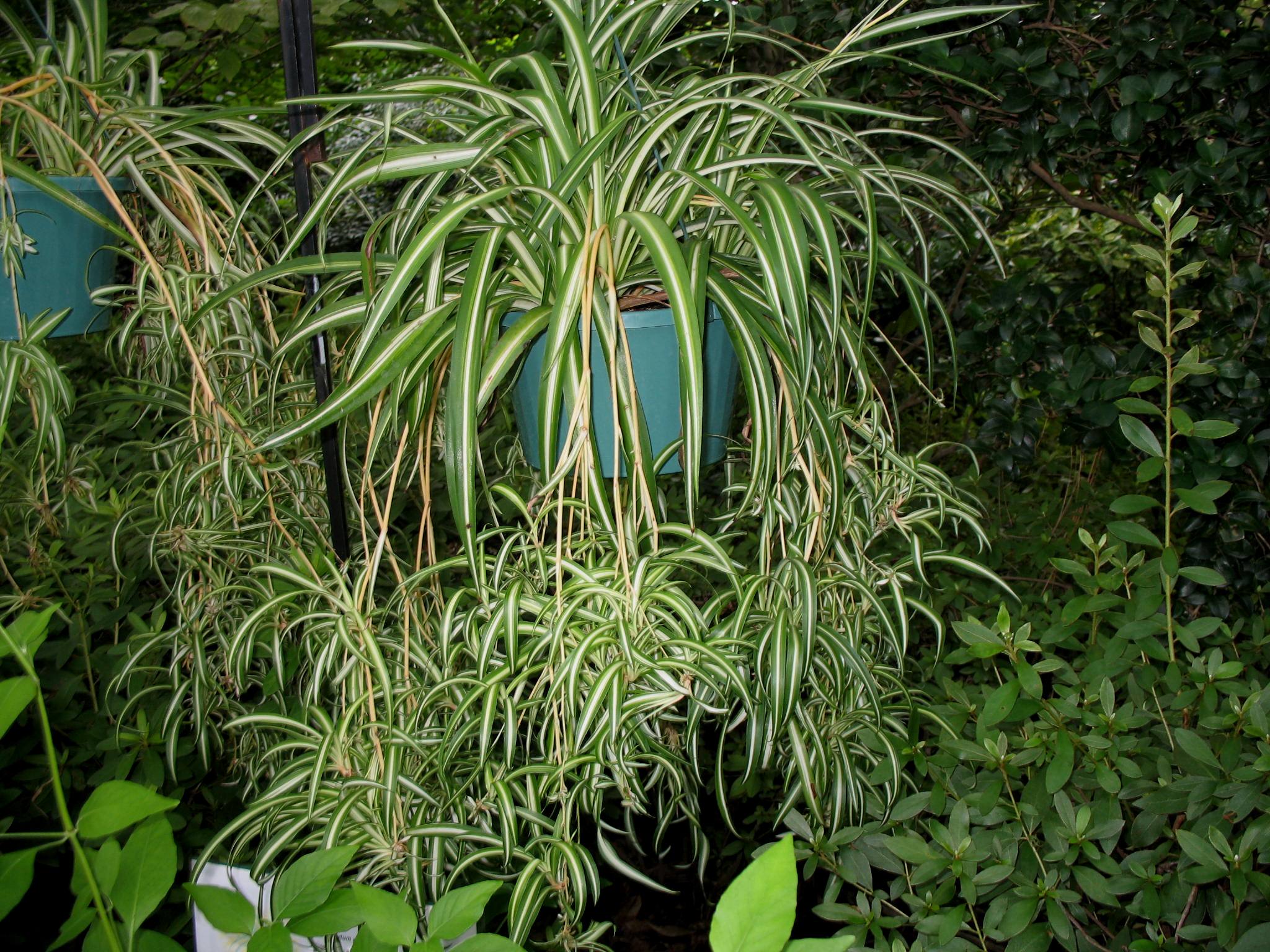 Chlorophytum comosum 'Vittatum' / Chlorophytum comosum 'Vittatum'