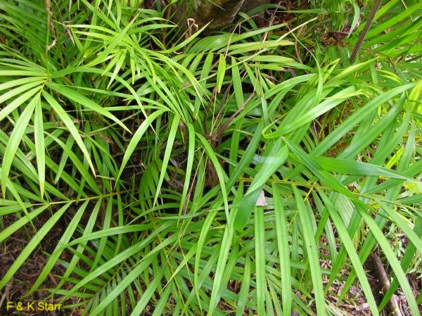 Chrysalidocarpus lutescens / Areca Palm