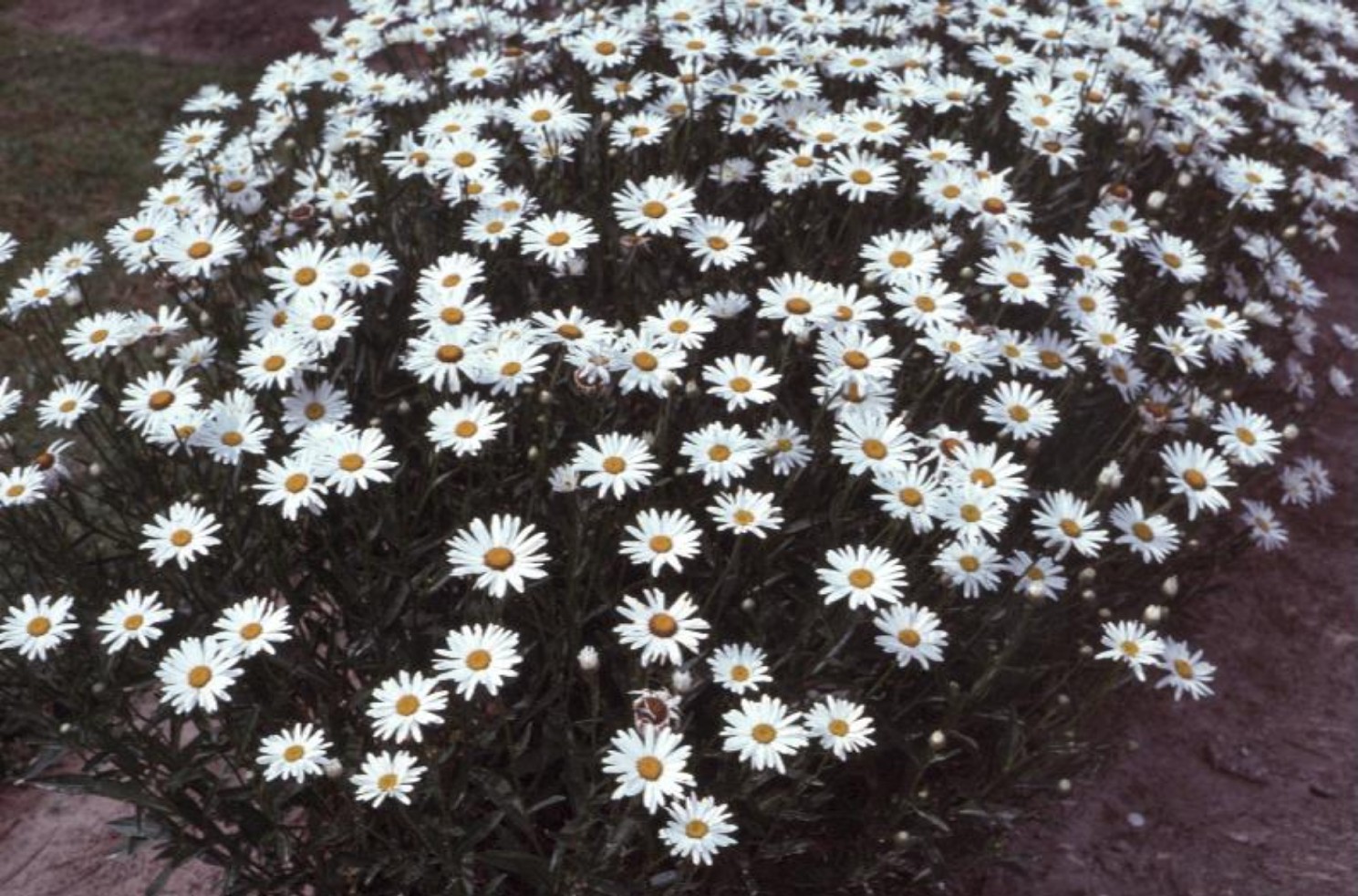 Chrysanthemum x superbum / Shasta Daisy