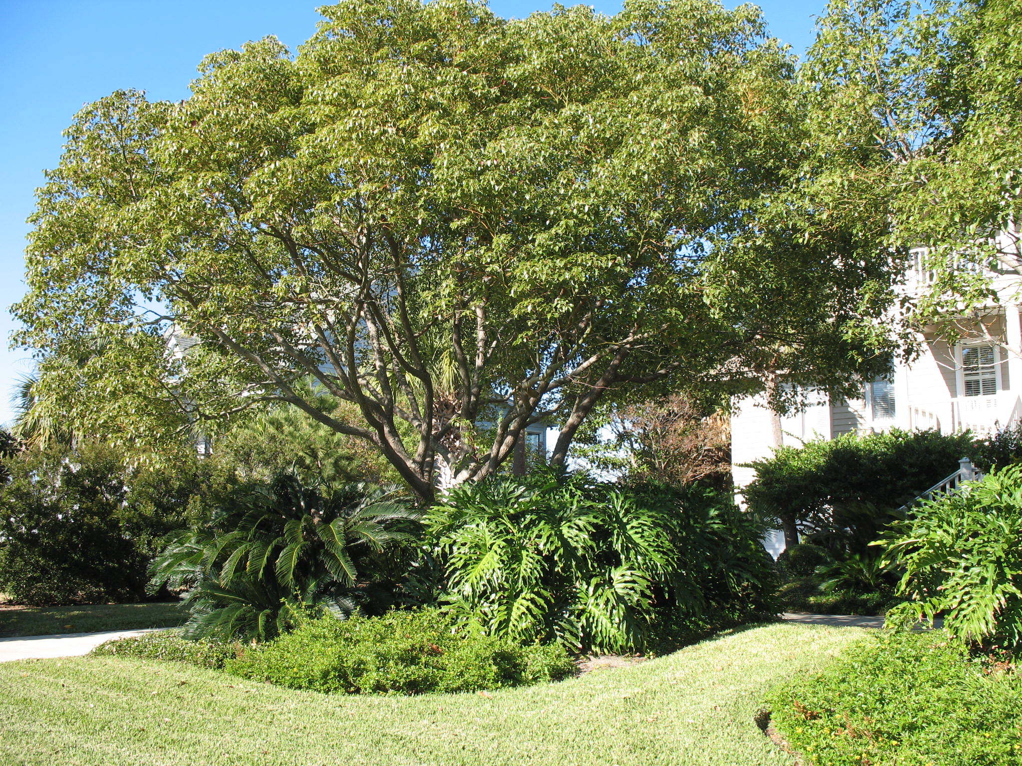 Cinnamomum camphora  / Camphor Tree