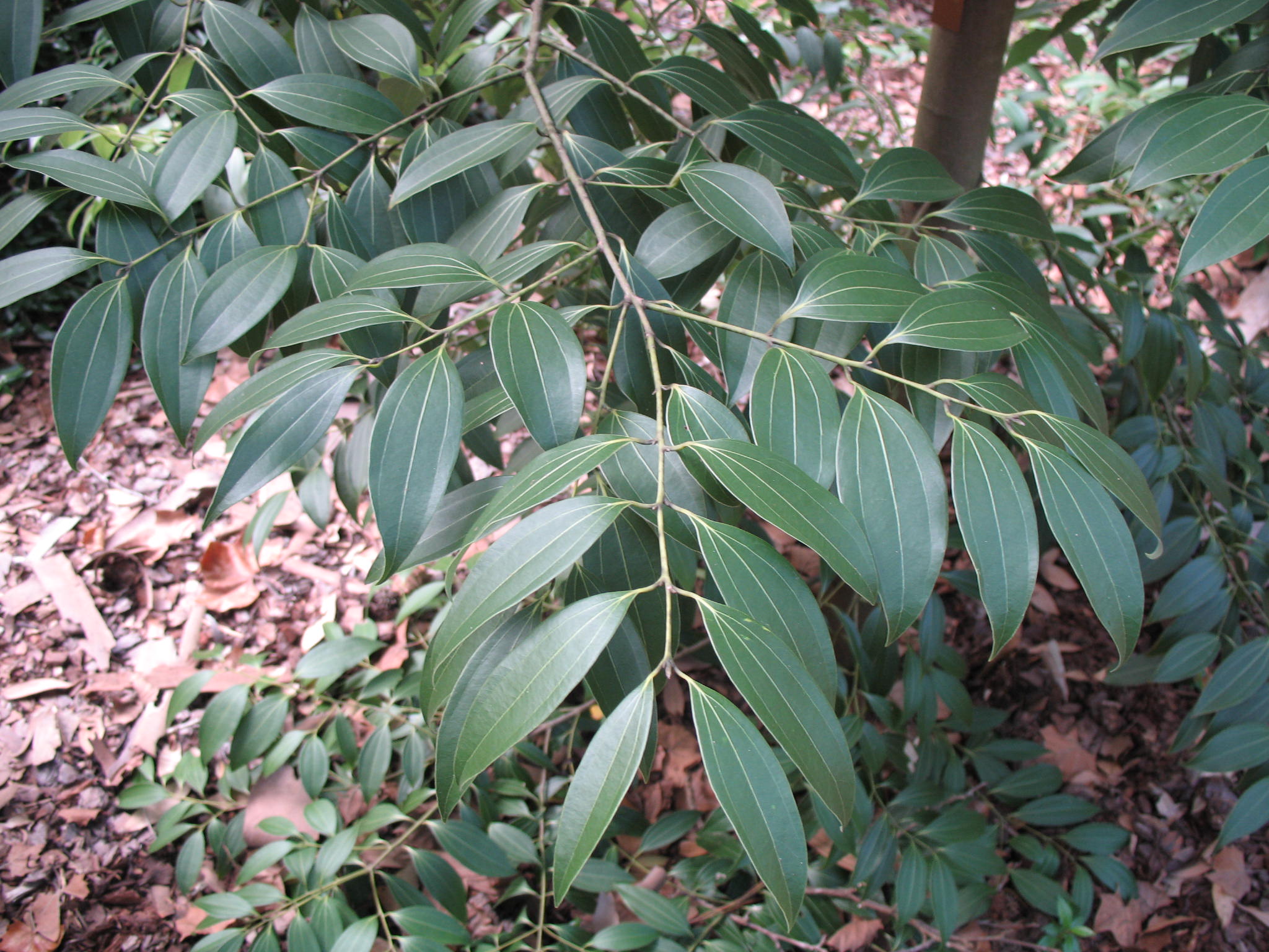 Cinnamomum japonicum    / Cinnamomum japonicum   