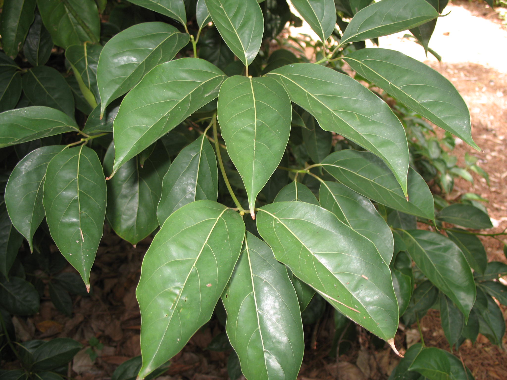 Cinnamomum  micranthum / Hayata