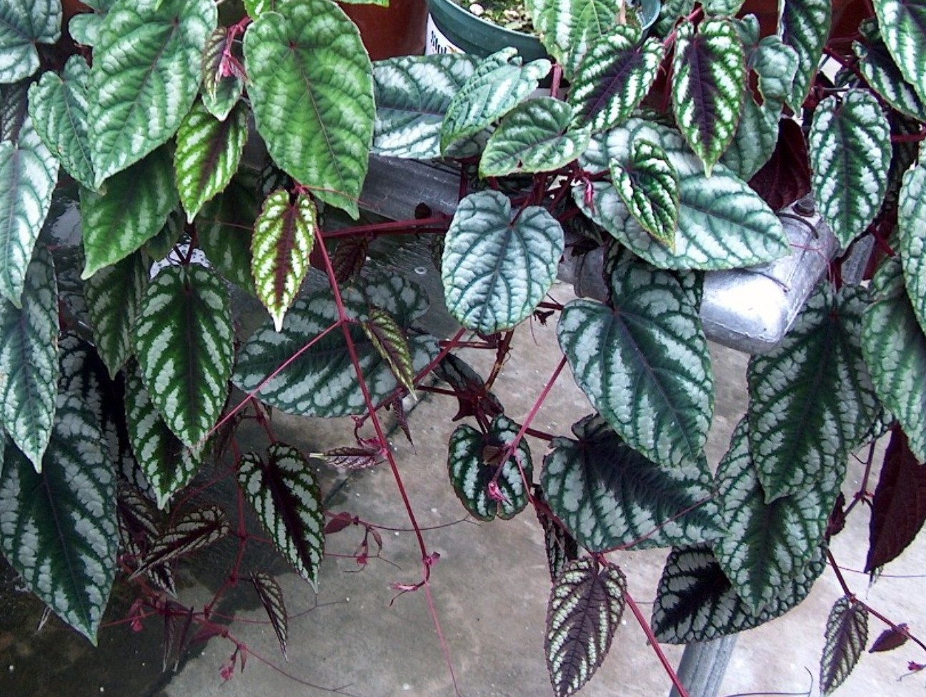 Cissus discolor / Rex Begonia Vine