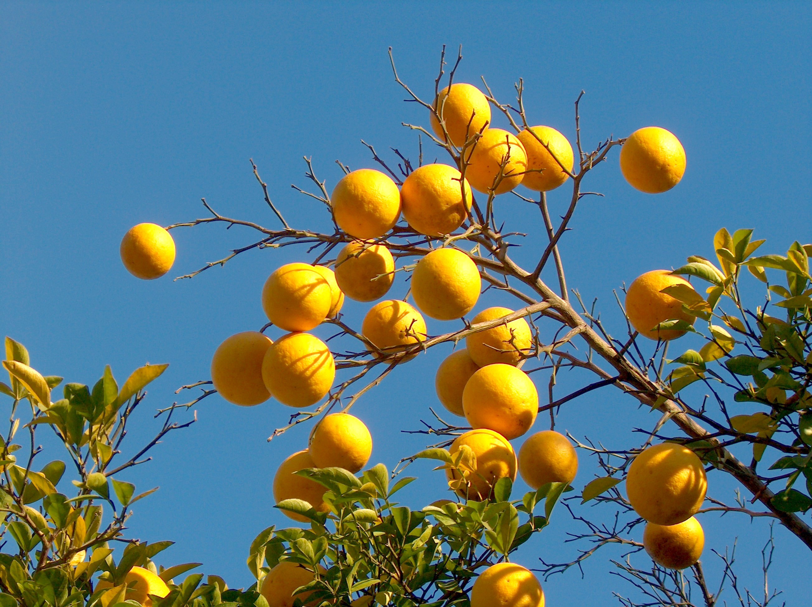 Citrus limon 'Meyer' / Meyer Lemon