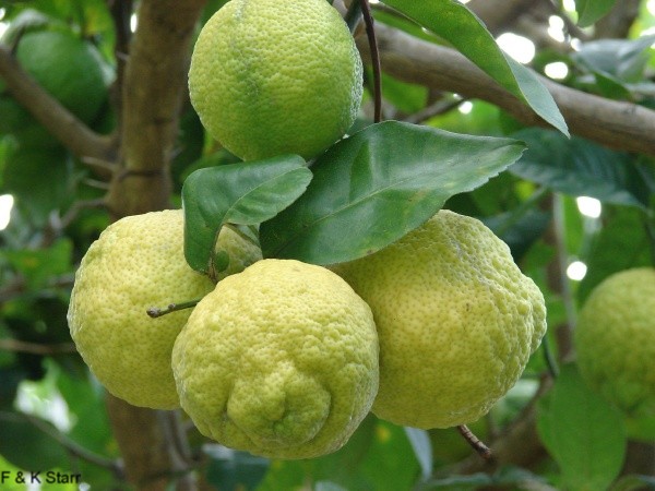 Citrus limon / Lemon