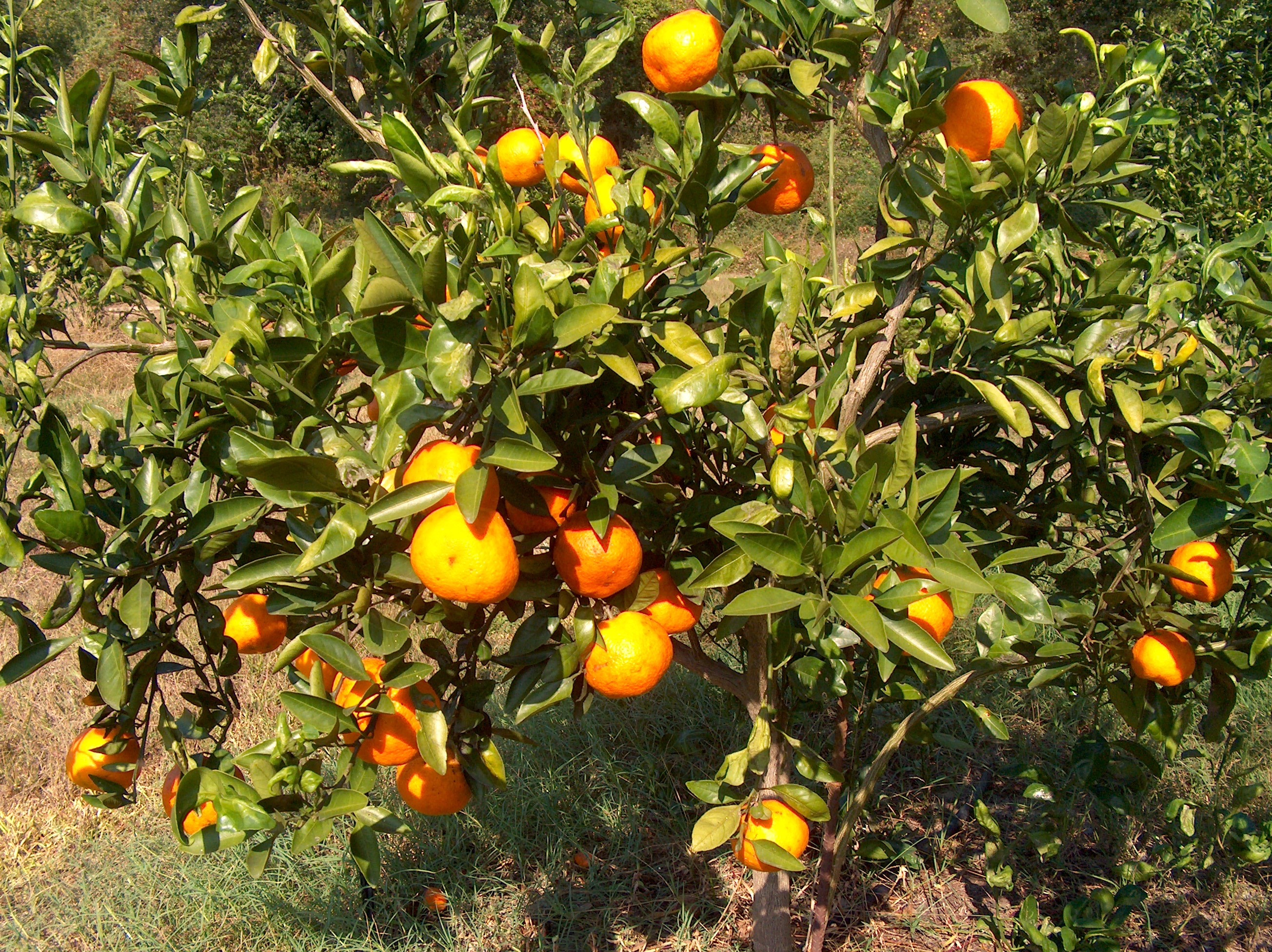 Citrus reticulata  / Satsuma