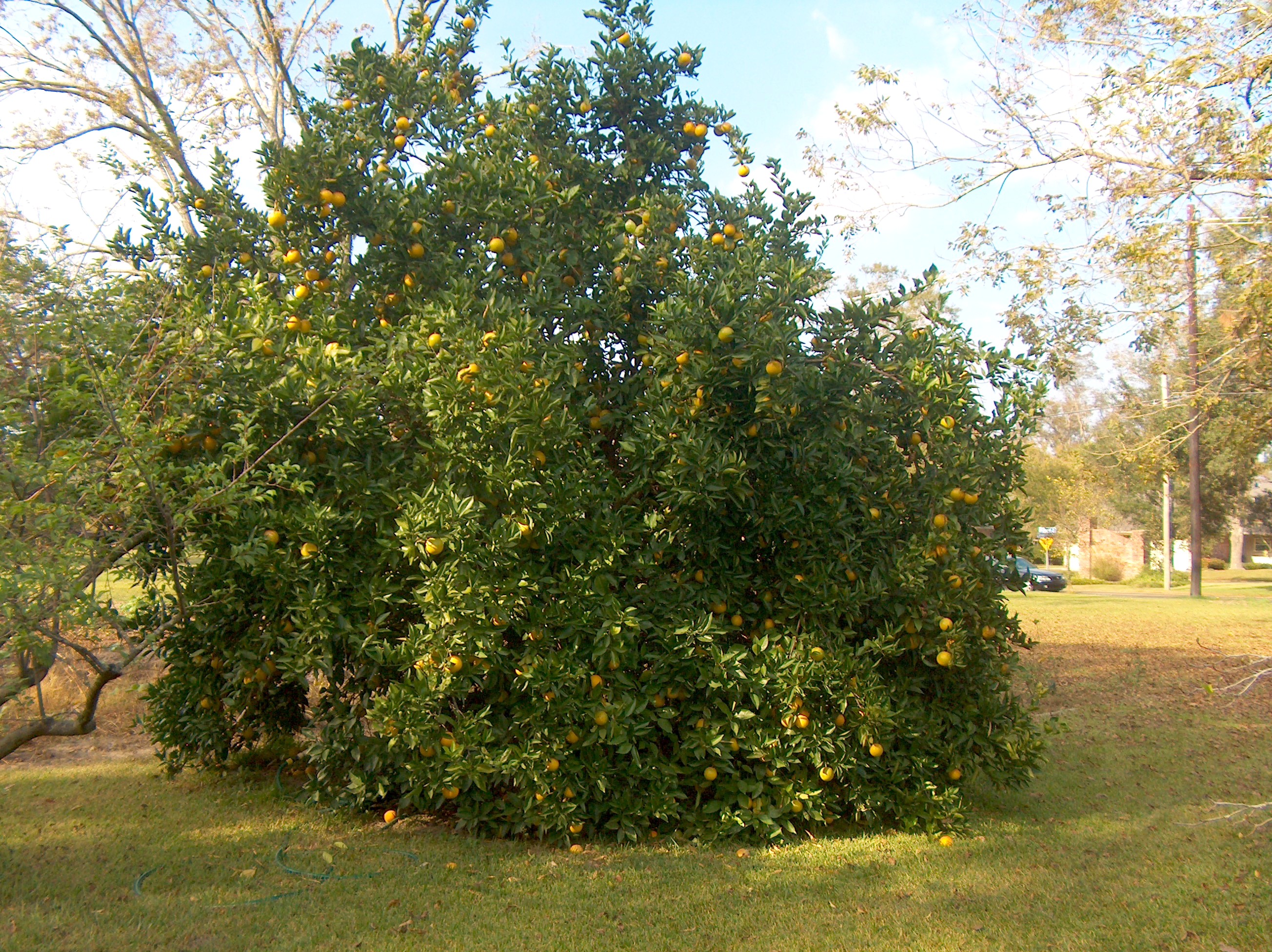 Citrus sinensis  / Louisiana Sweet Orange