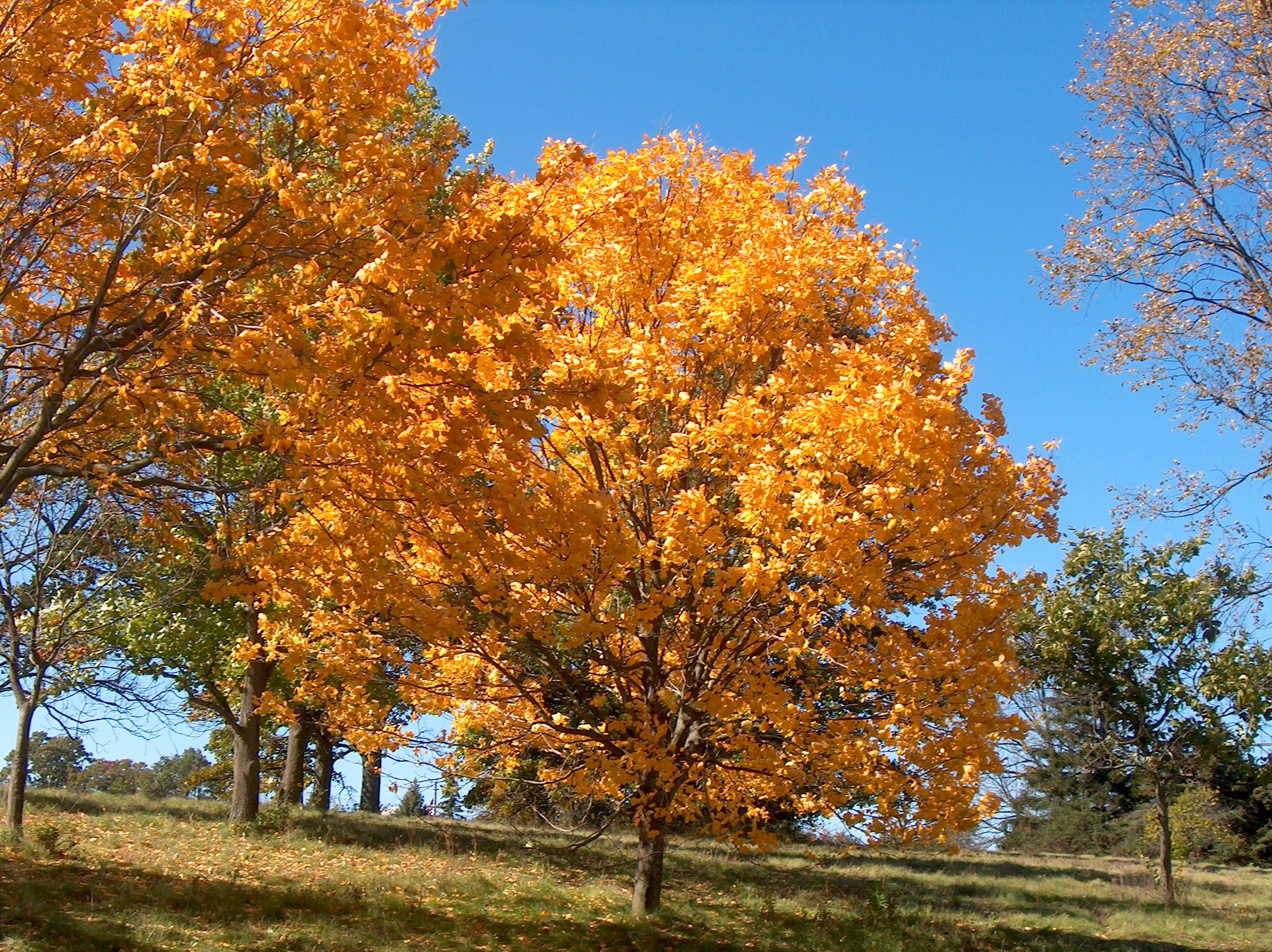 Cladrastis kentuckea  / Yellowwood