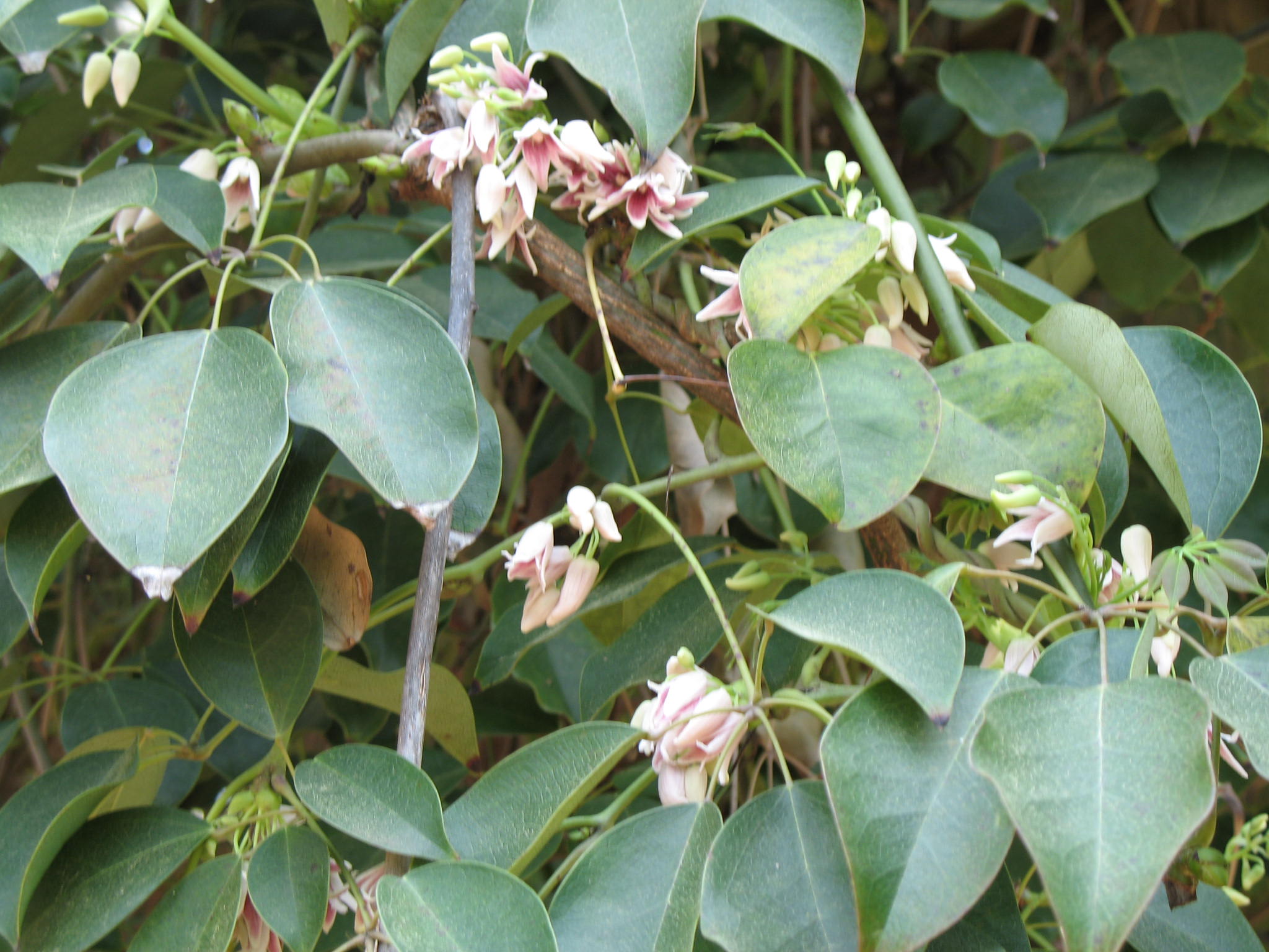 Clematis campaniflora  / Bell-Flowered Clematis