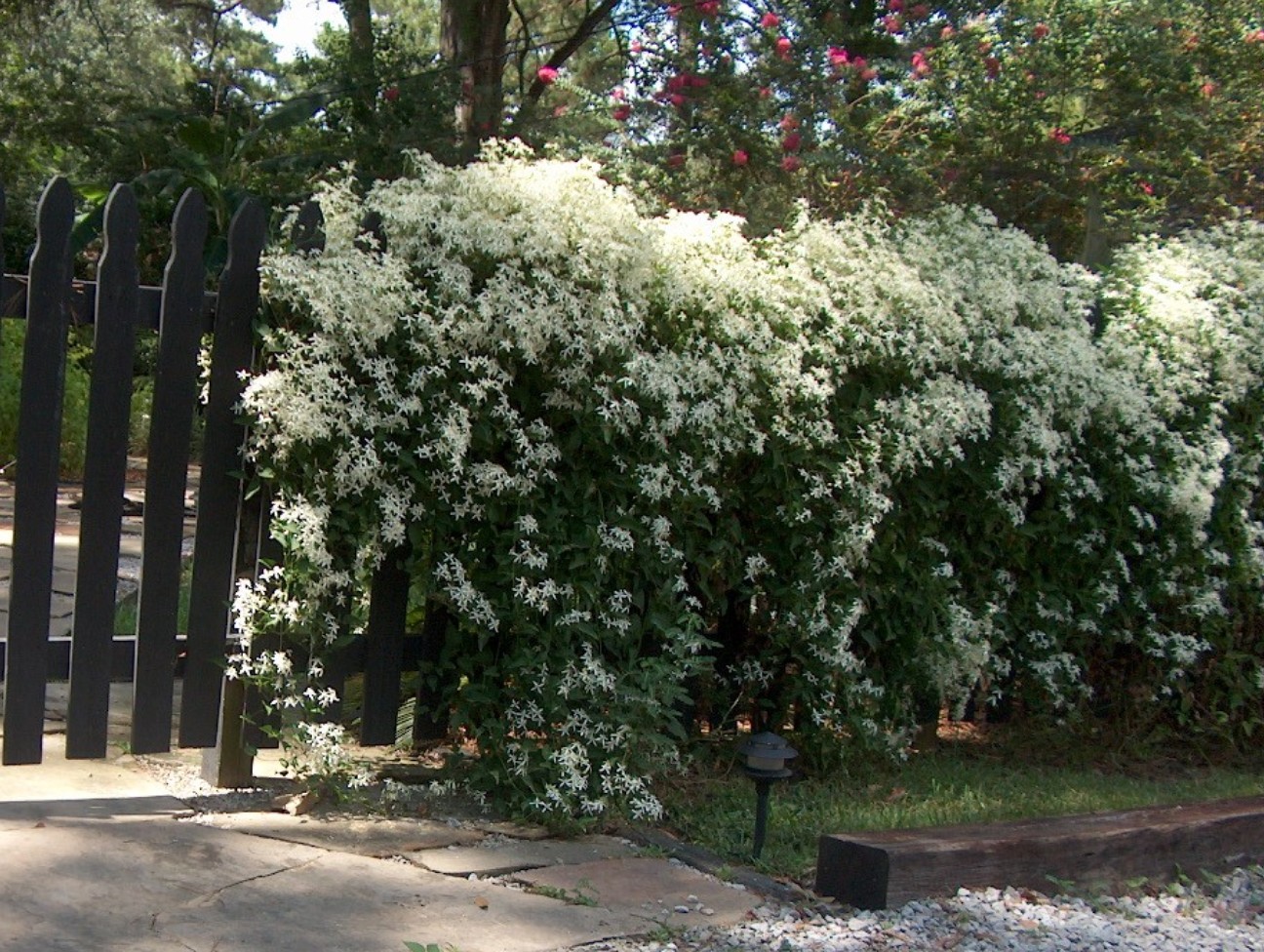 Clematis terniflora / Sweet Autumn Clematis