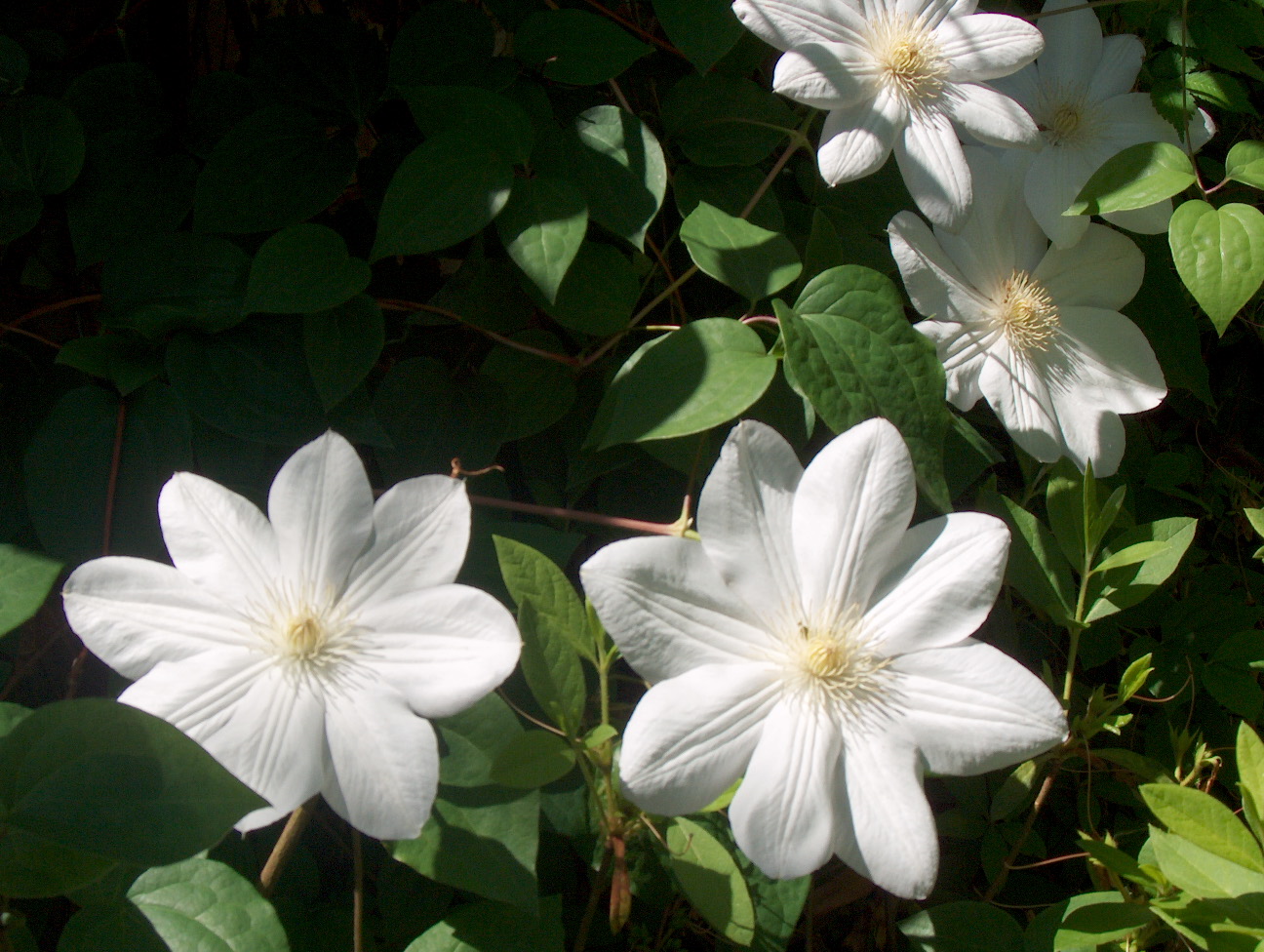 Clematis x jackmanii 'Alba'   / White Jackman Clematis