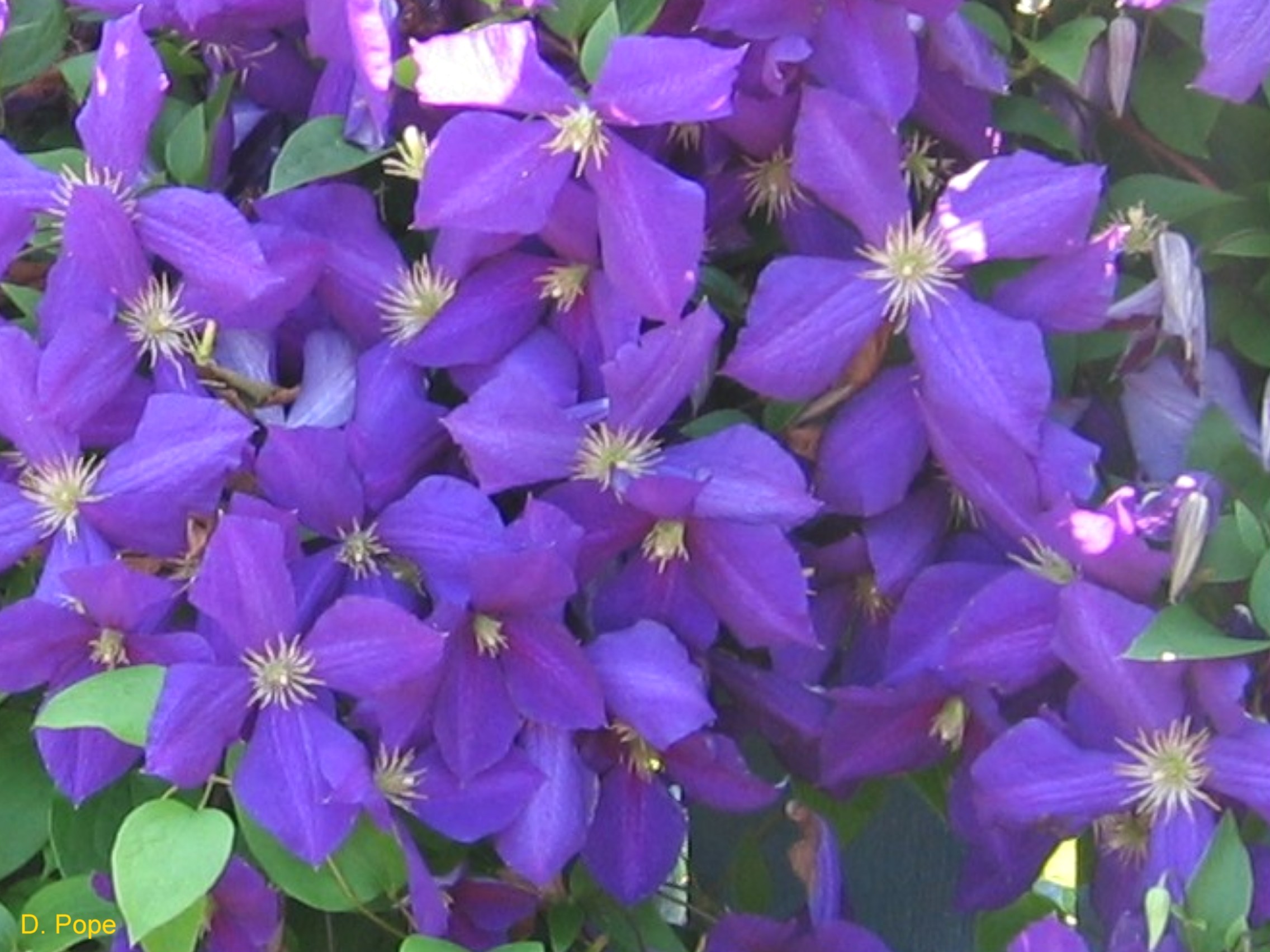 Clematis x jackmanii / Jackman Clematis