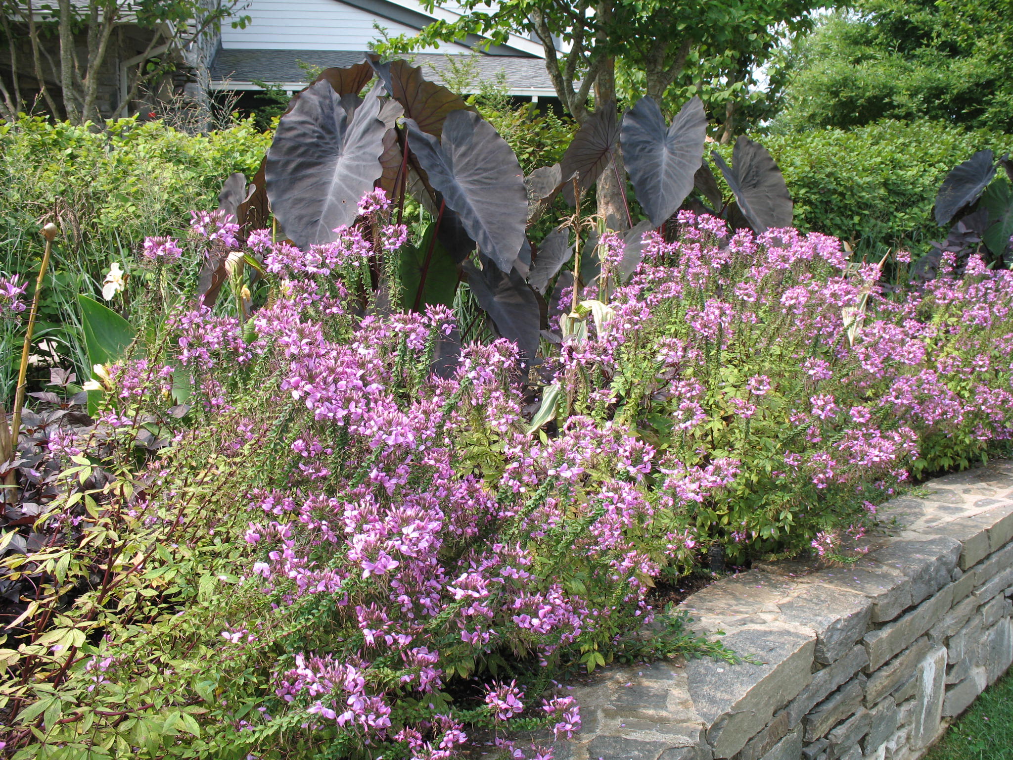 Cleome hassleriana 'Senorita Rosalita'   / Senorita Rosalita Cleome