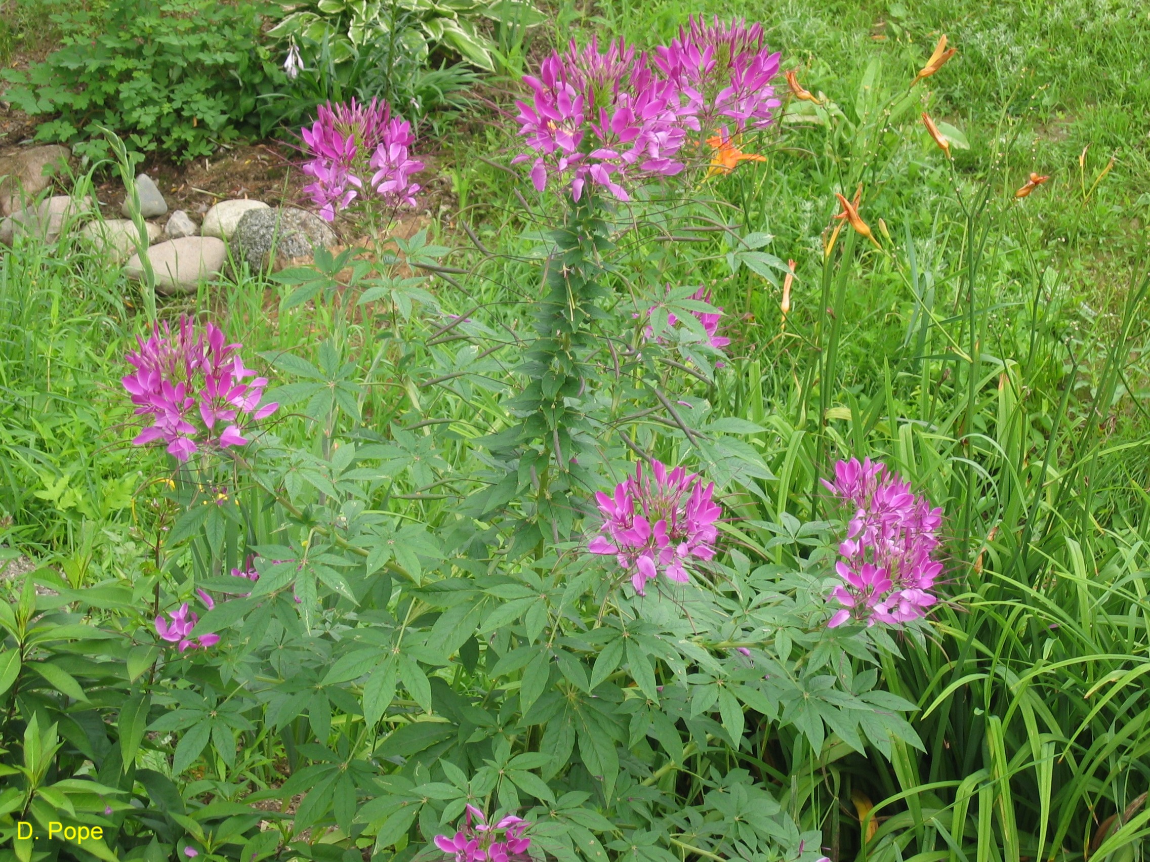 Cleome hassleriana / Cleome