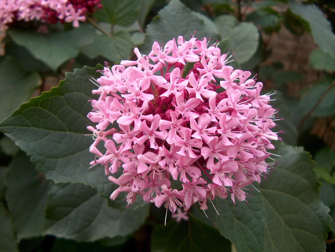 Clerodendrum bungei  / Clerodendrum bungei 