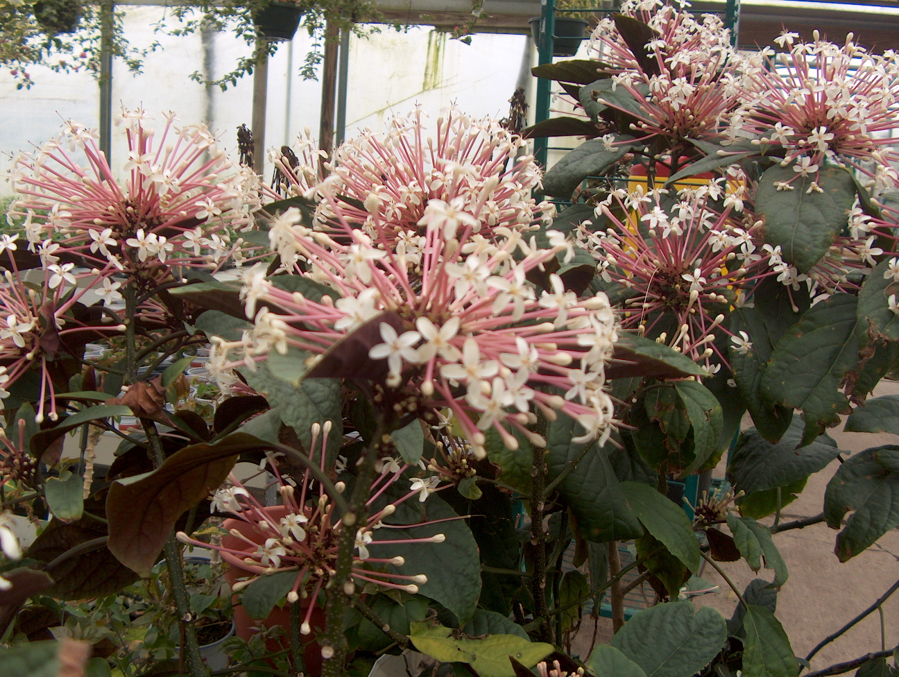 Clerodendrum quadriloculare / Starburst