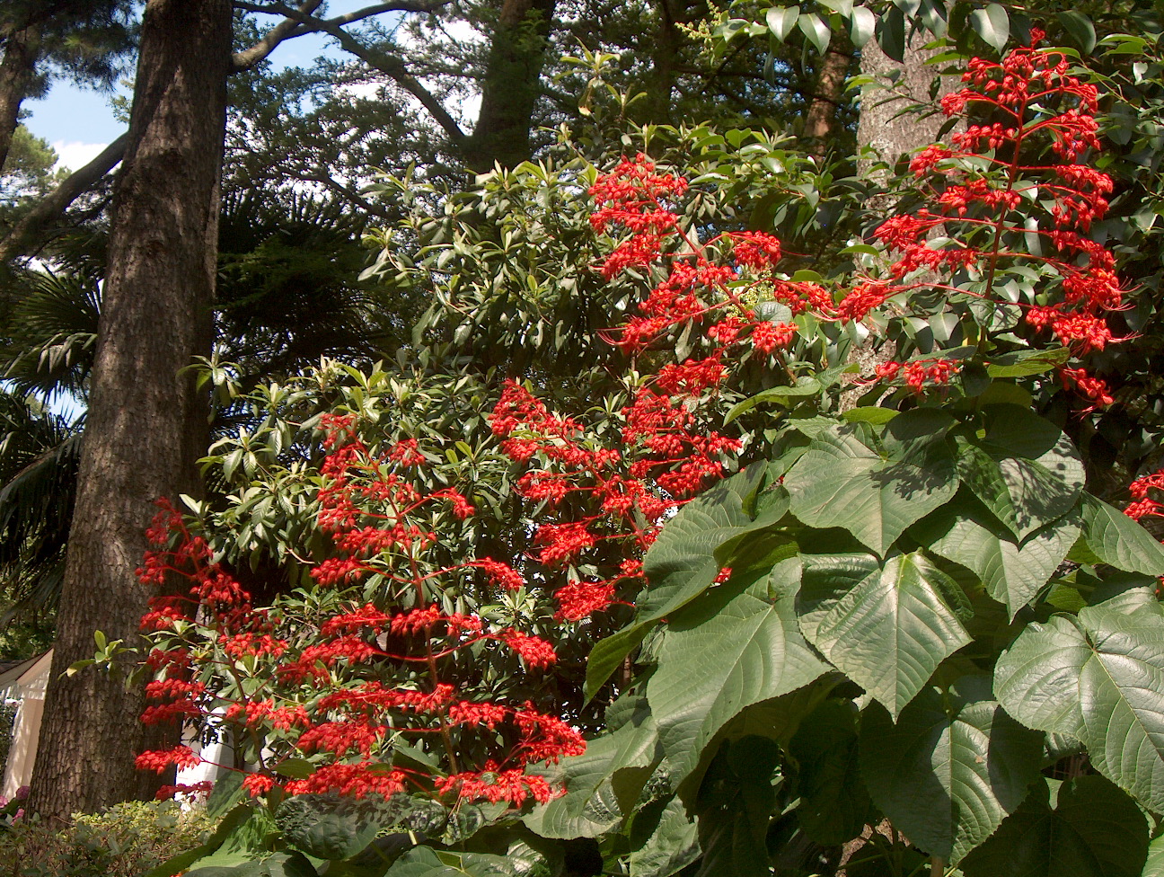 Clerodendrum speciosissimum  / Clerodendrum speciosissimum 