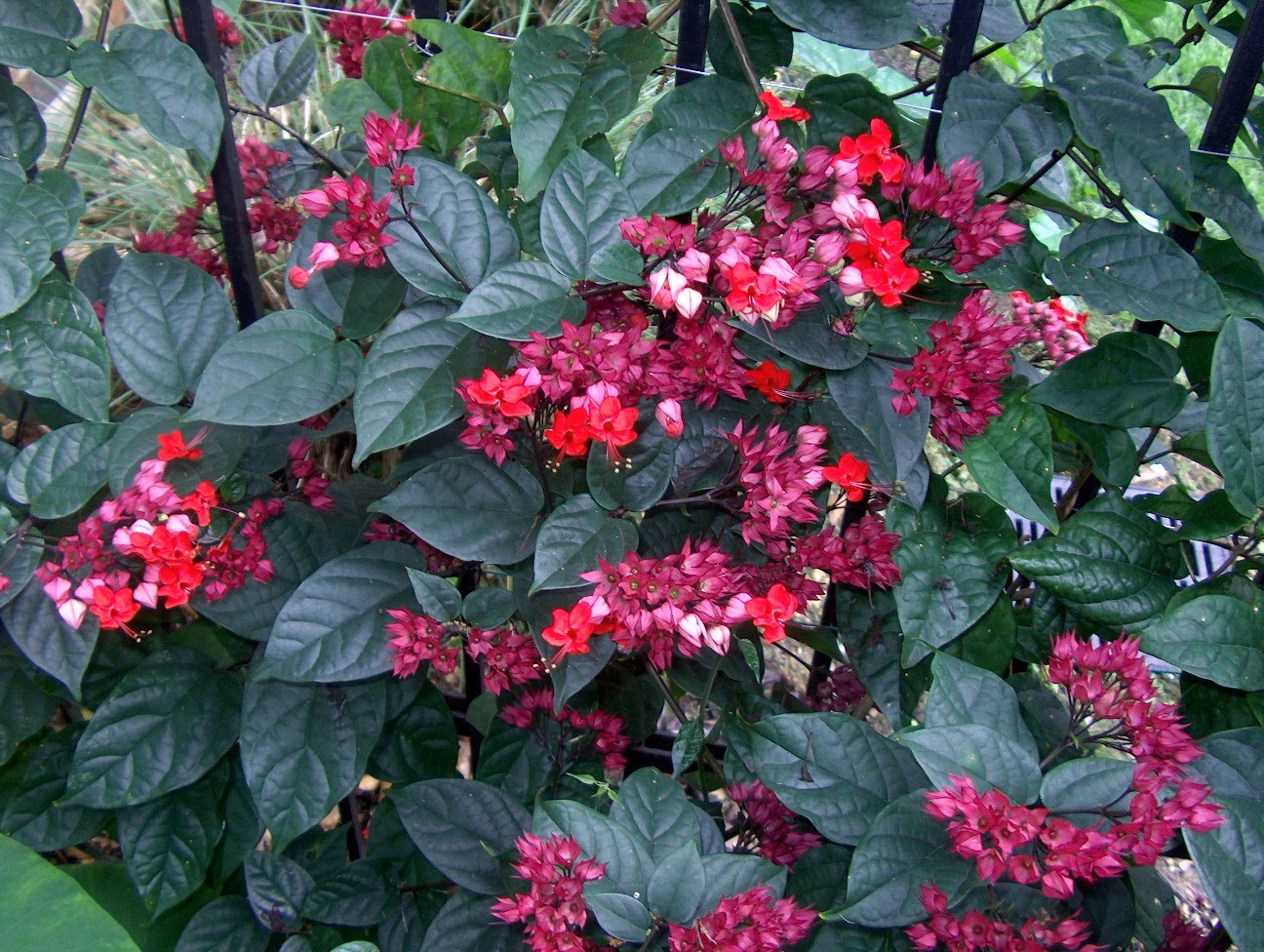 Clerodendrum splendens / Flaming Glorybower