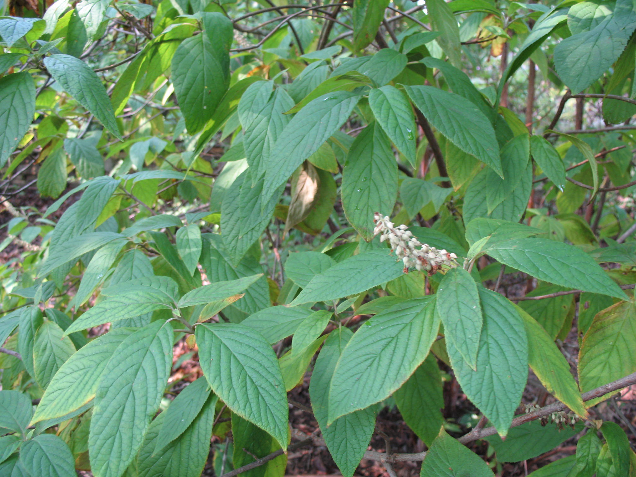 Clethra accuminata     / Mountain Pepperbush