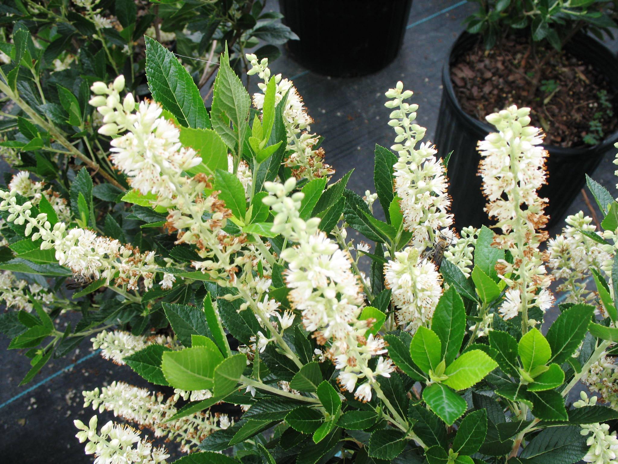 Clethra alnifolia 'Sixteen Candles'   / Clethra alnifolia 'Sixteen Candles'  