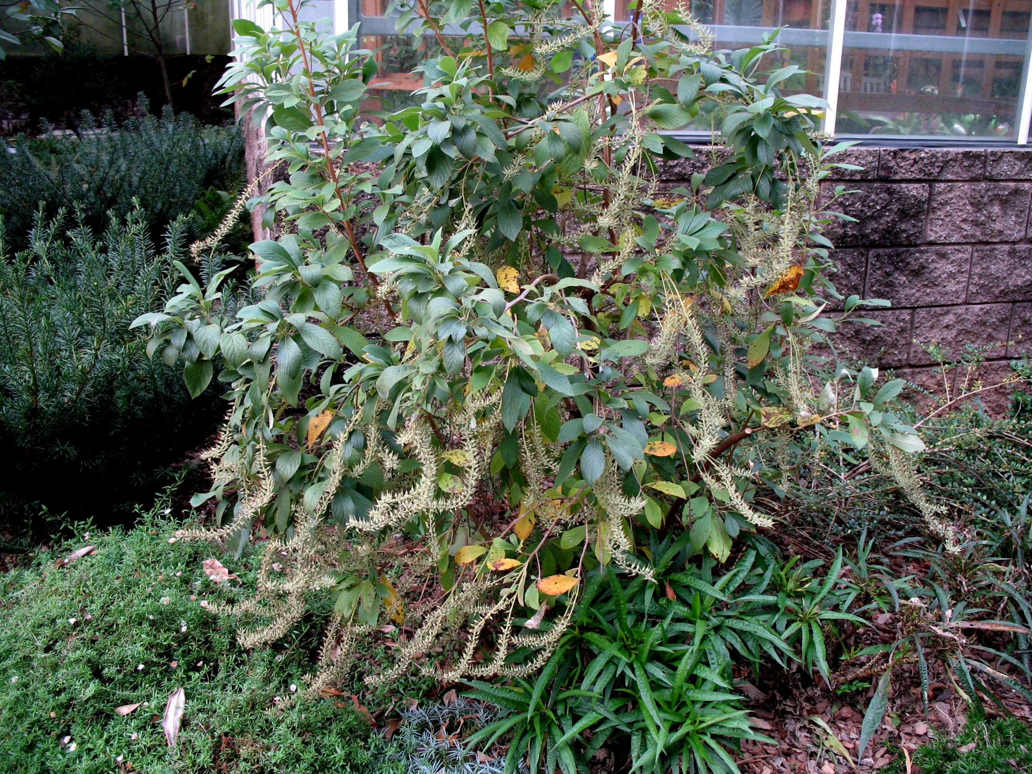 Clethra alinifolia  / Sweet Pepperbush