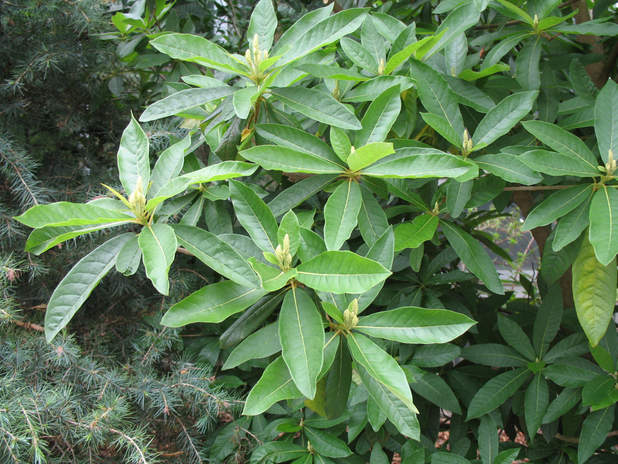 Clethra barbinervis   / White Alder, Japanese Clethra