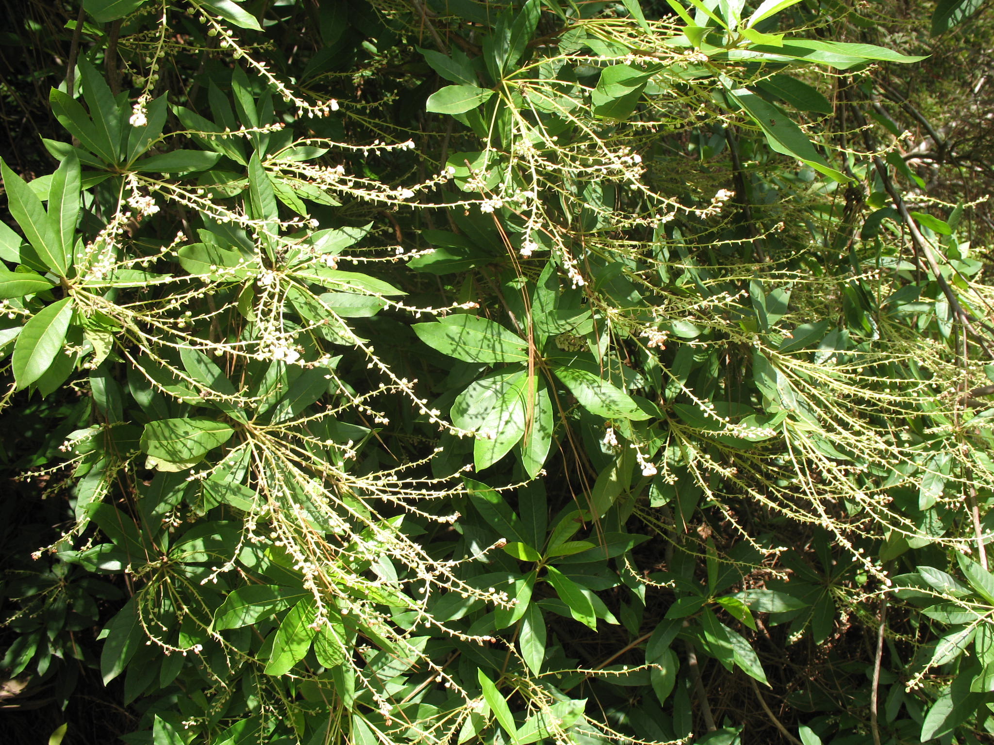 Clethra macrophylla / Clethra macrophylla