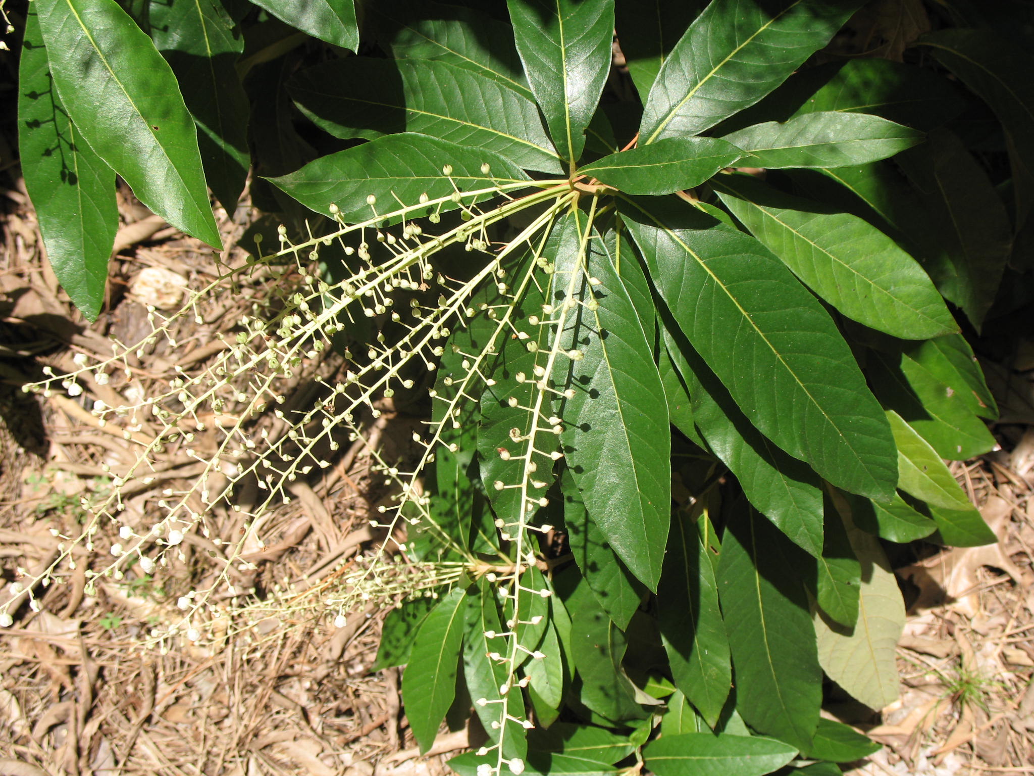 Clethra pringlei   / Clethra pringlei  