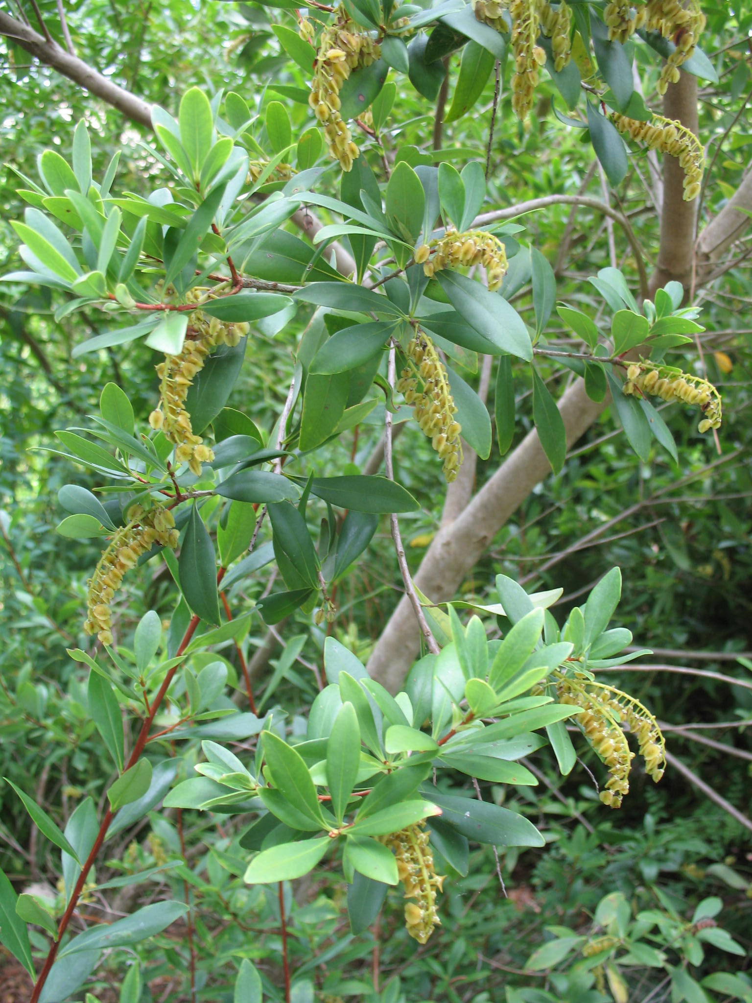 Cliftonia monophylla 'Jenkins'   / Cliftonia monophylla 'Jenkins'  